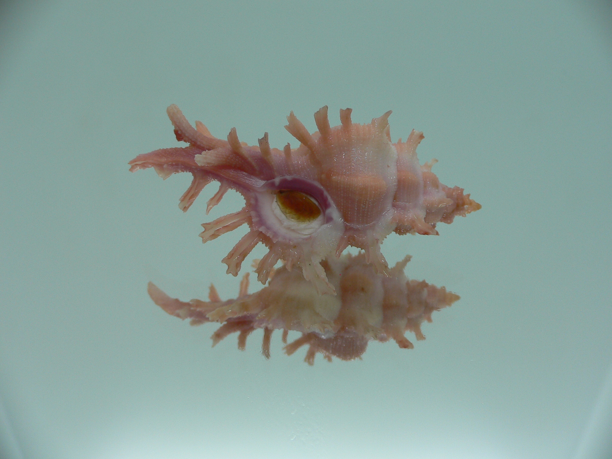 Chicoreus rossiteri IDEAL & PINK