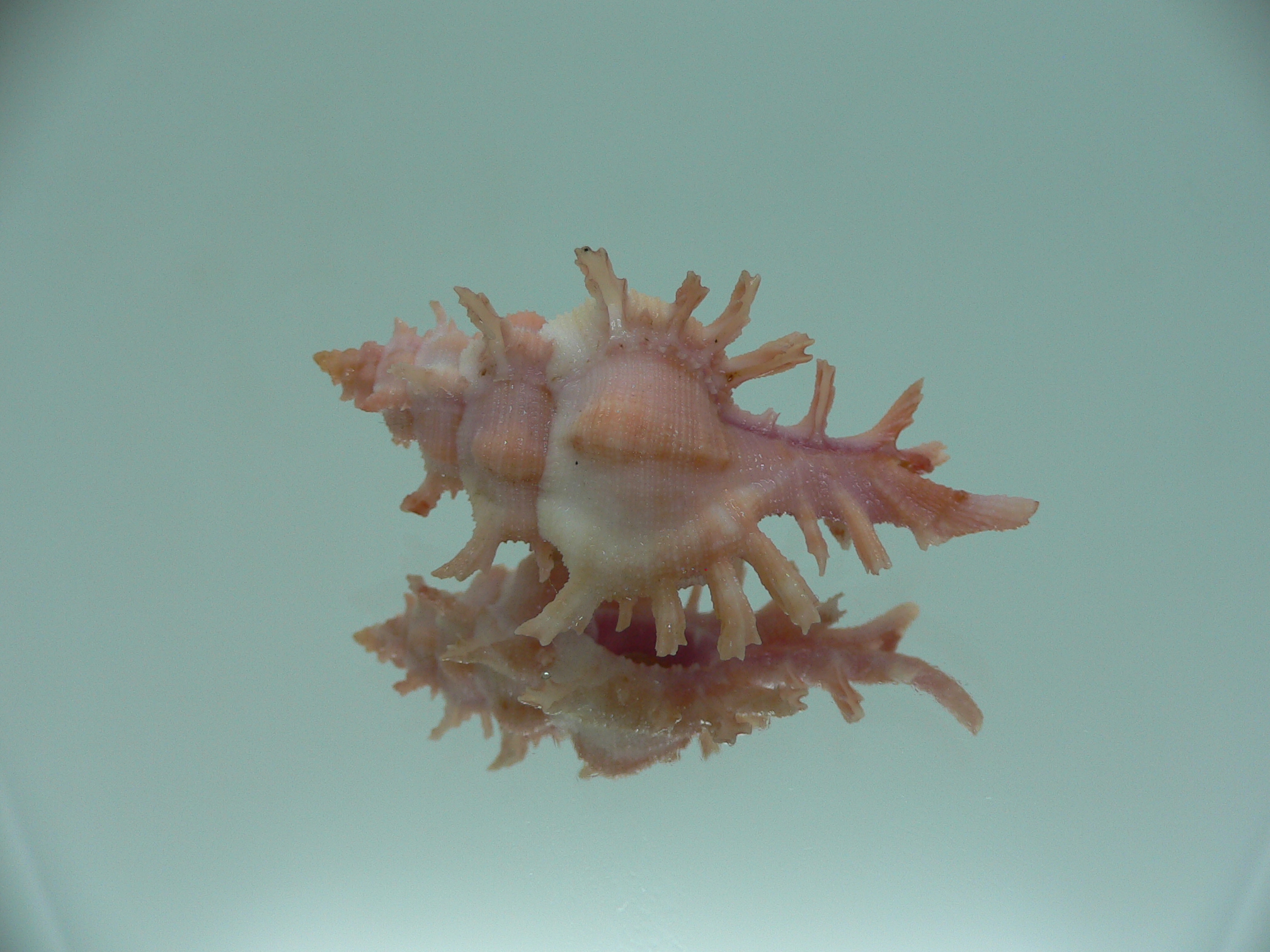 Chicoreus rossiteri IDEAL & PINK