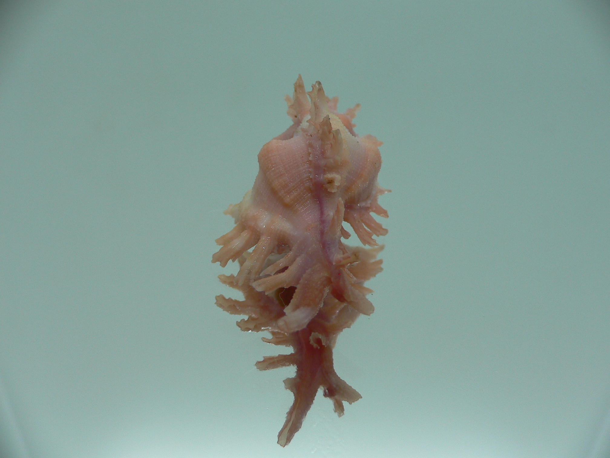 Chicoreus rossiteri IDEAL & PINK