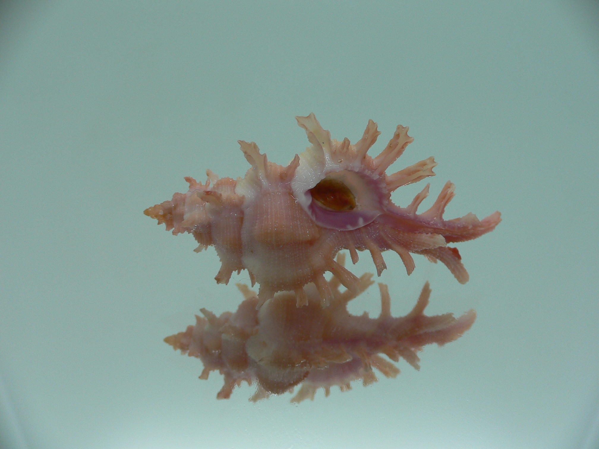 Chicoreus rossiteri IDEAL & PINK