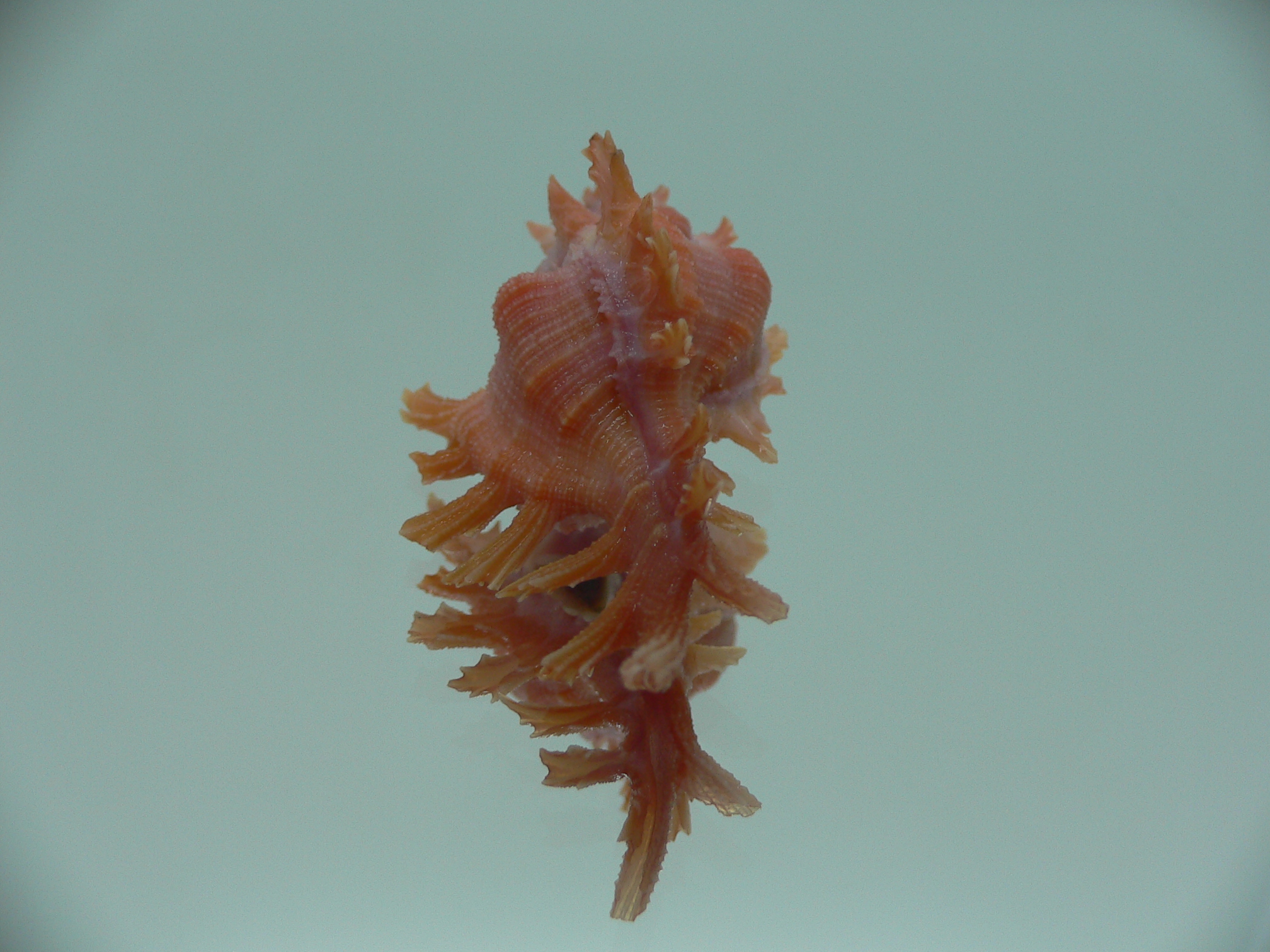 Chicoreus rossiteri IDEAL & RED