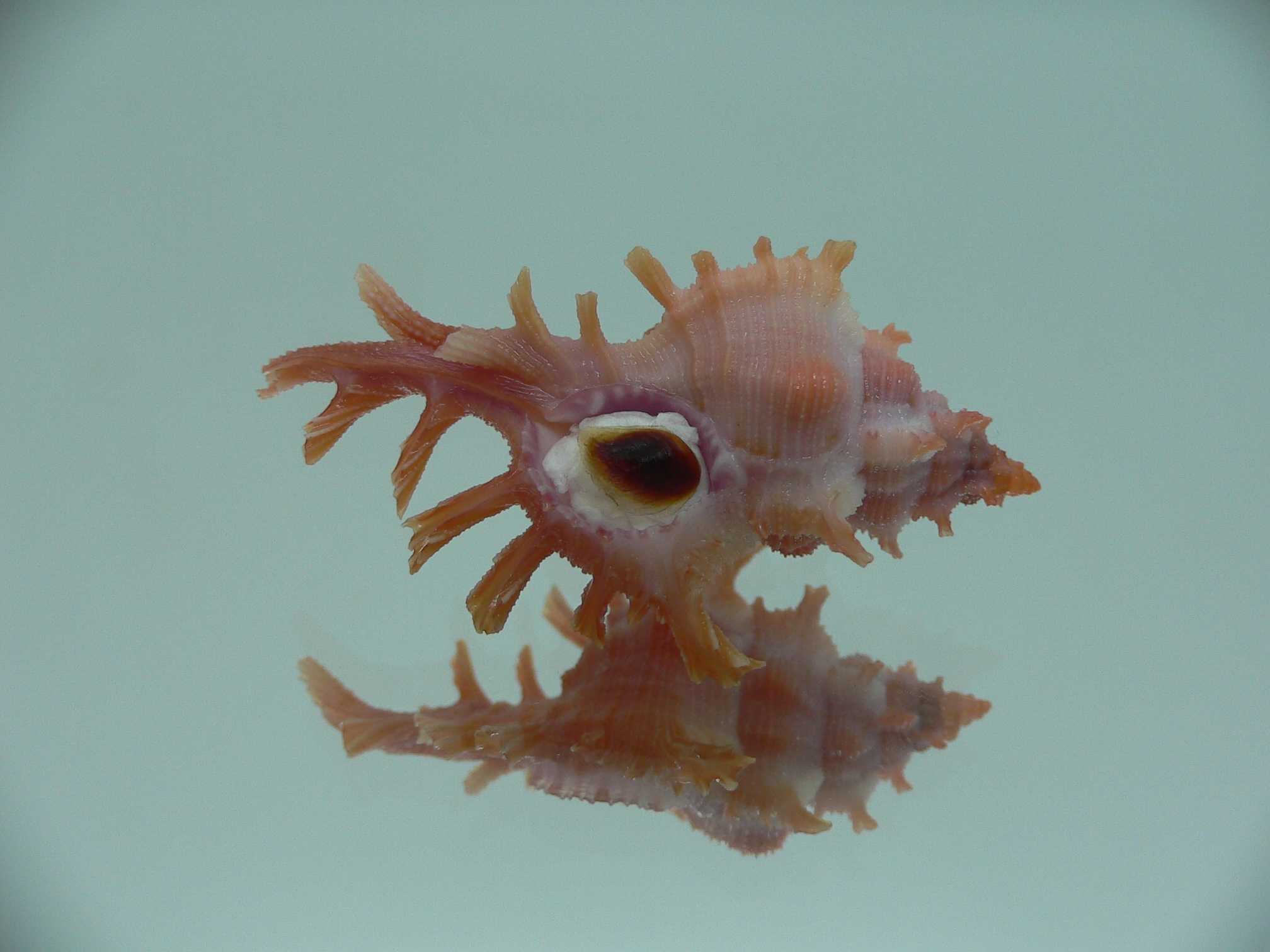 Chicoreus rossiteri IDEAL & RED