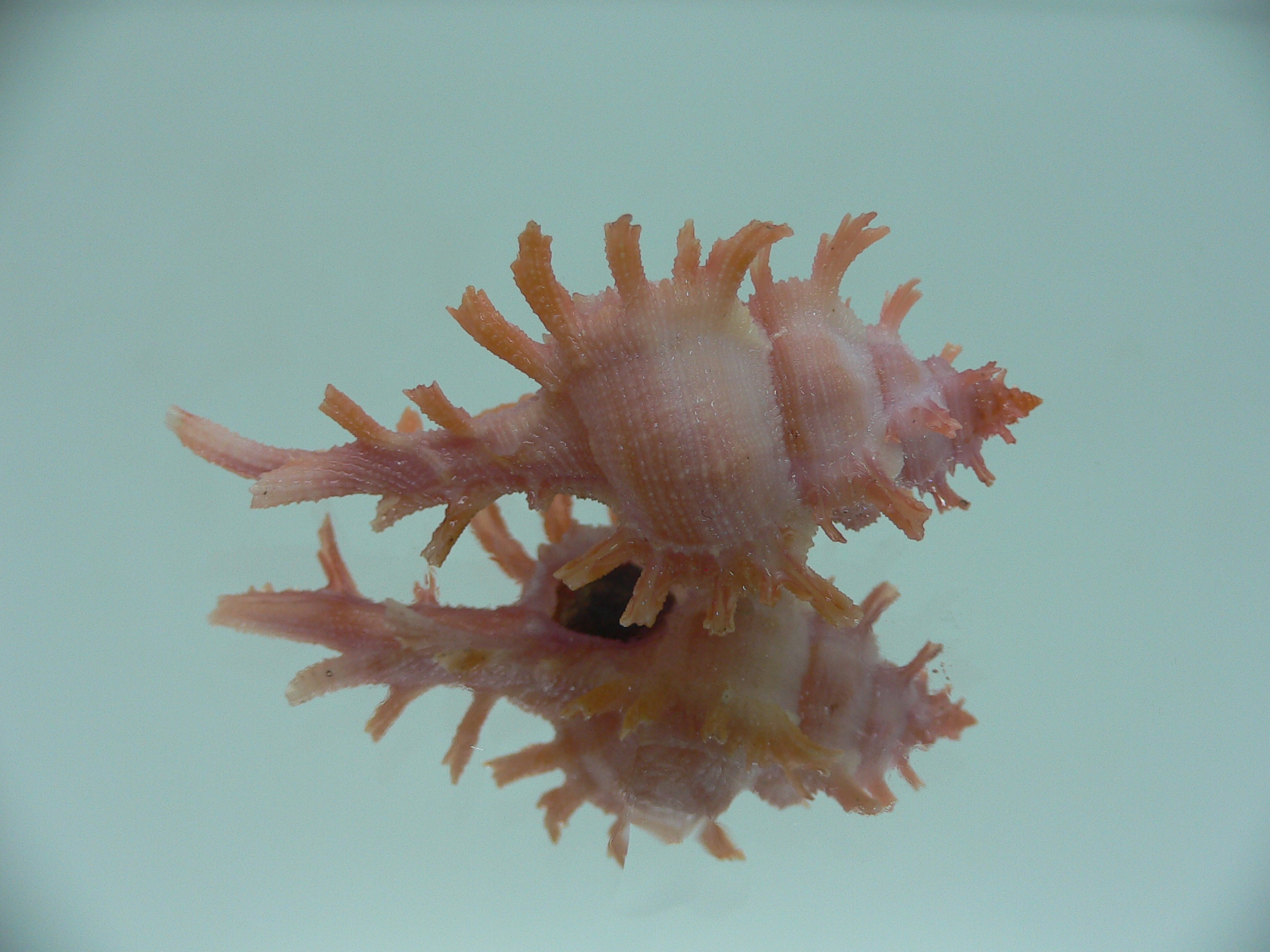 Chicoreus rossiteri IDEAL & PINK