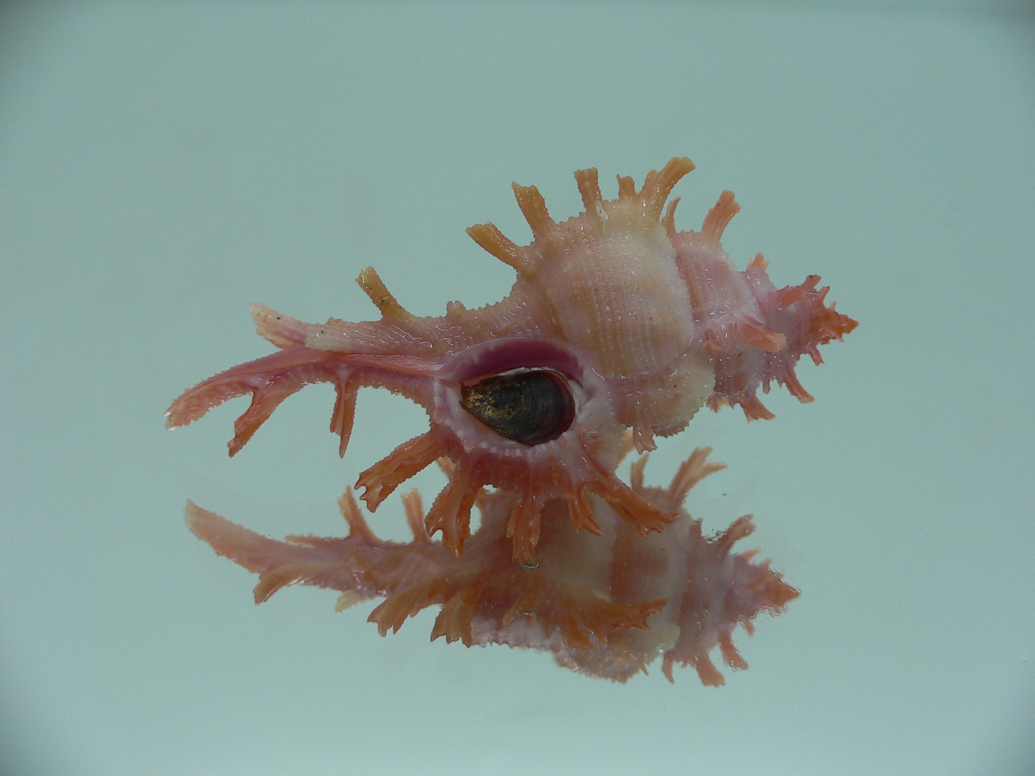 Chicoreus rossiteri IDEAL & PINK