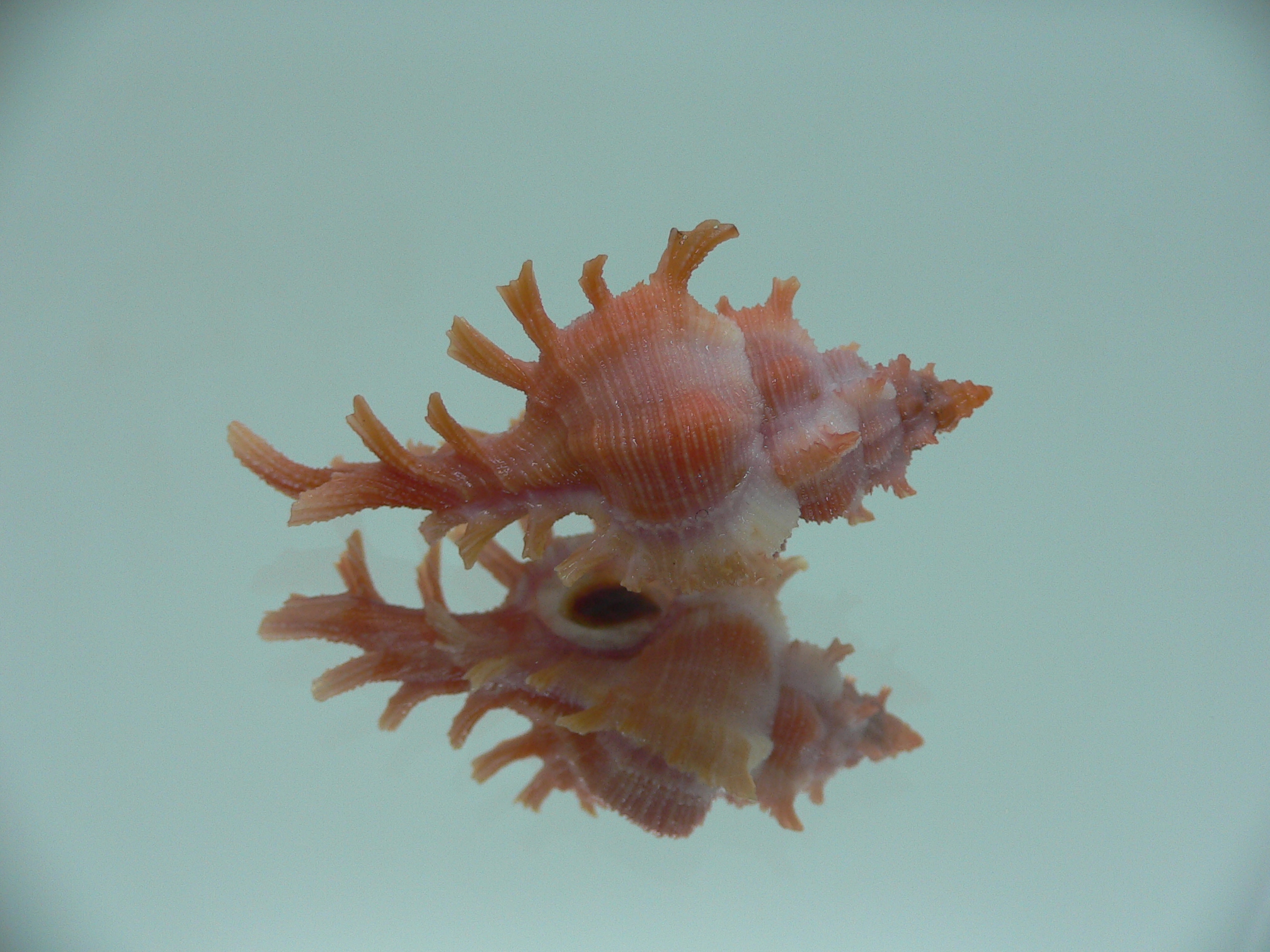 Chicoreus rossiteri IDEAL & RED