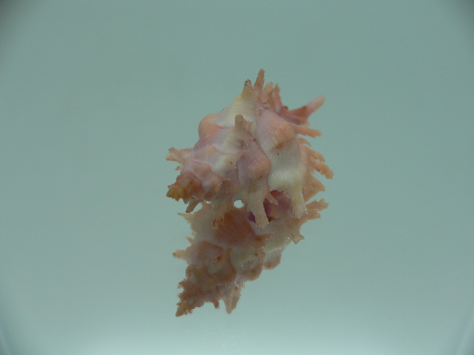Chicoreus rossiteri IDEAL & PINK