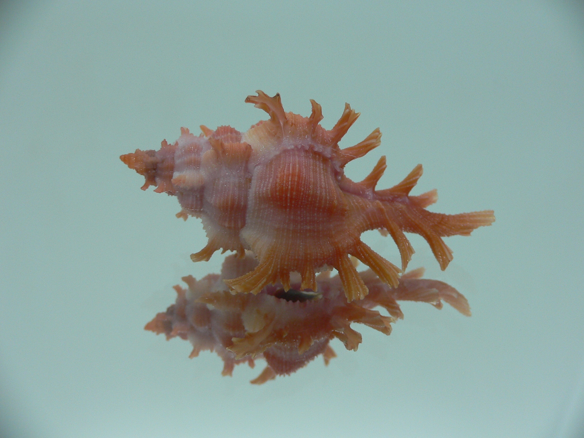 Chicoreus rossiteri IDEAL & RED