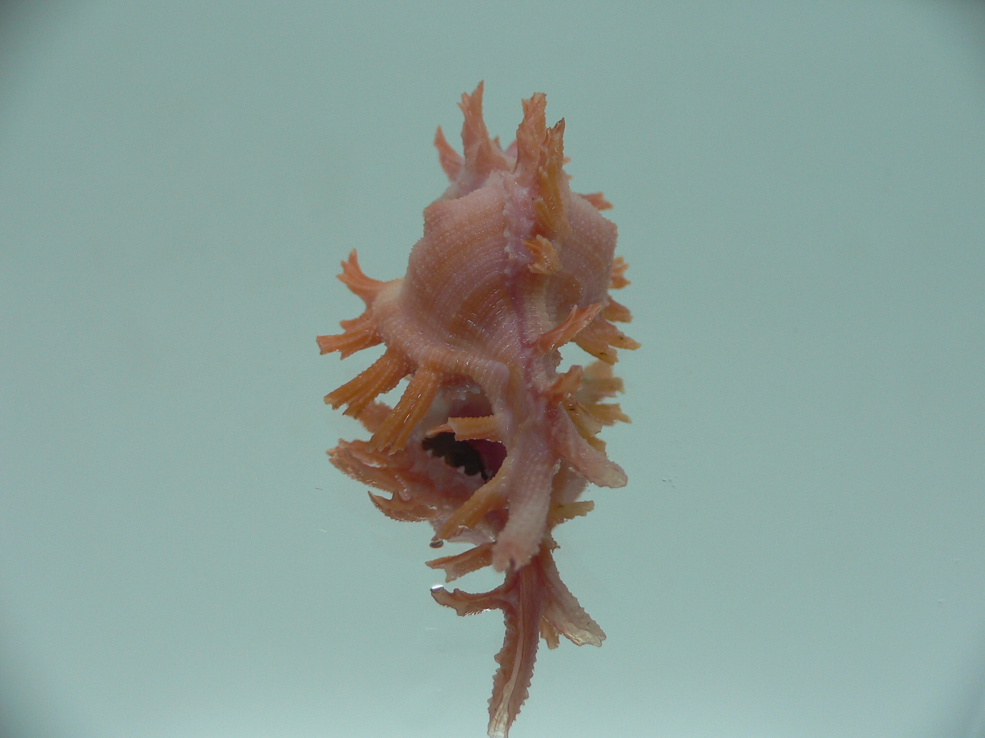 Chicoreus rossiteri IDEAL & PINK