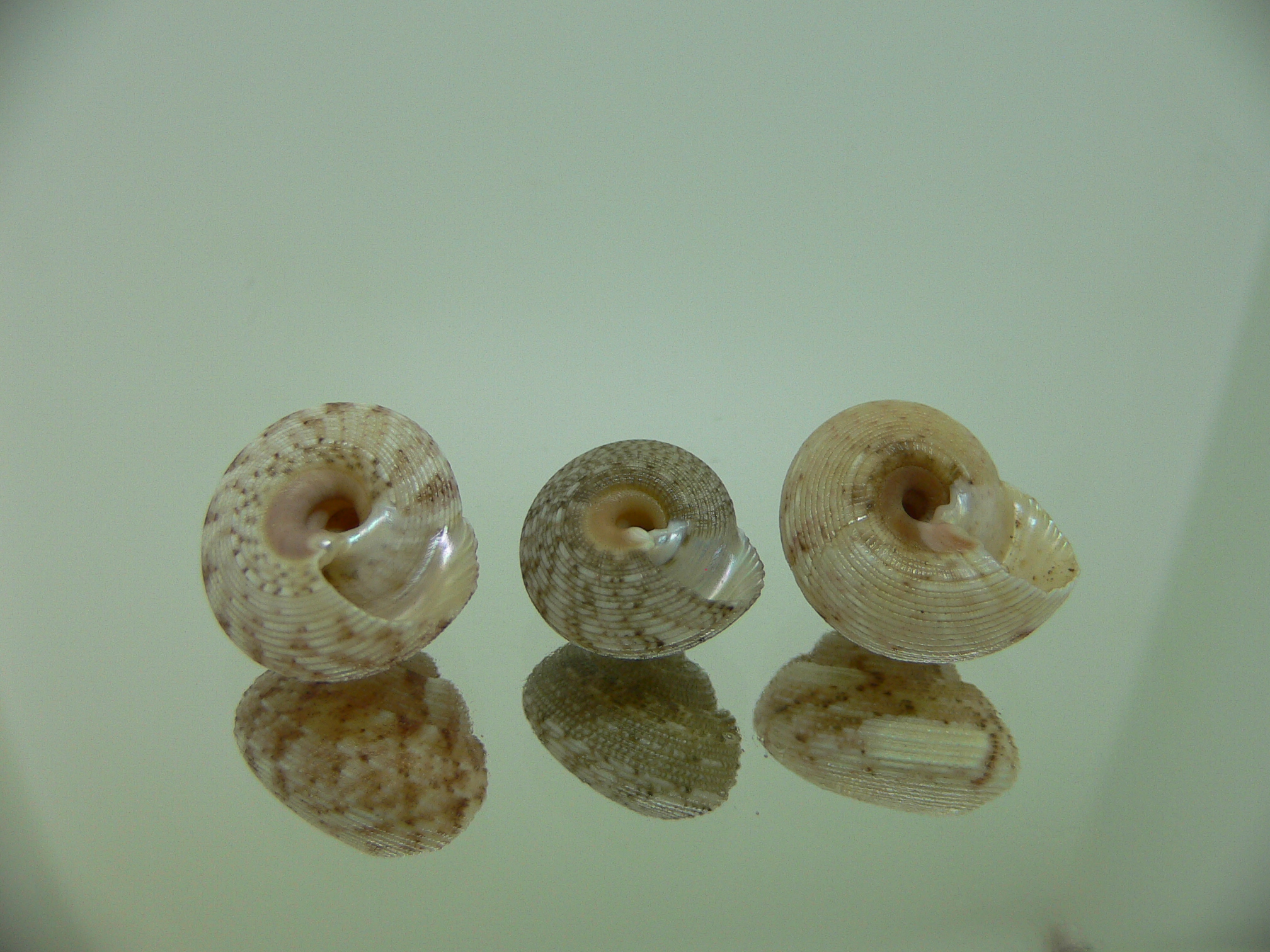 Monilea belcheri (комплект) 2
