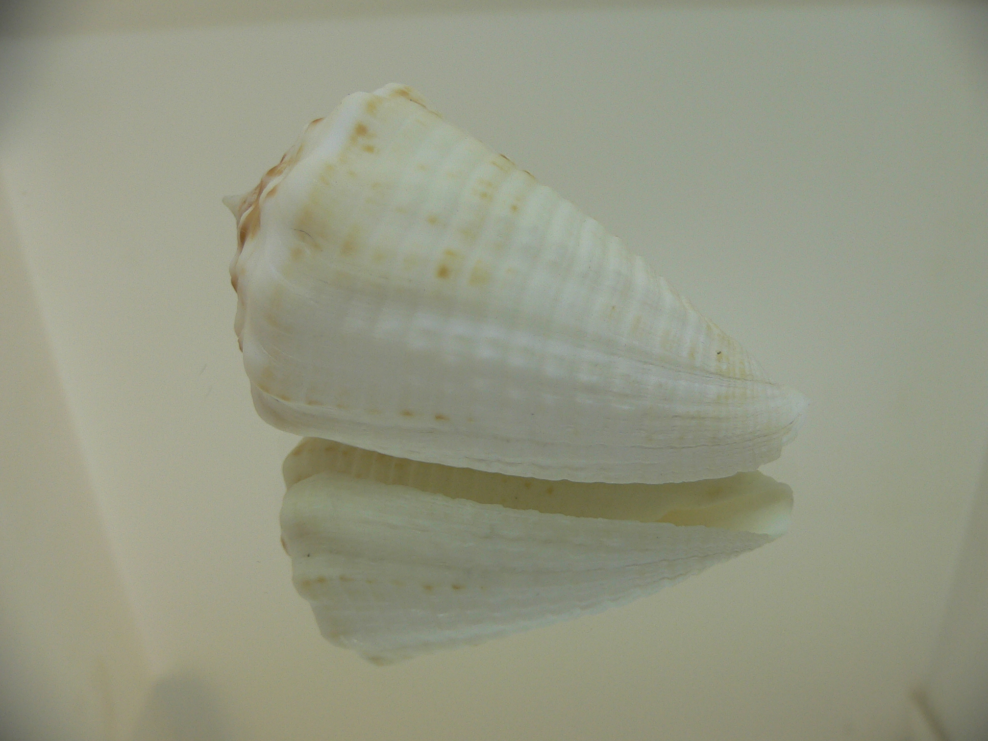 Conus sulcatus samiae (var.) BIG, WIDE & WHITE