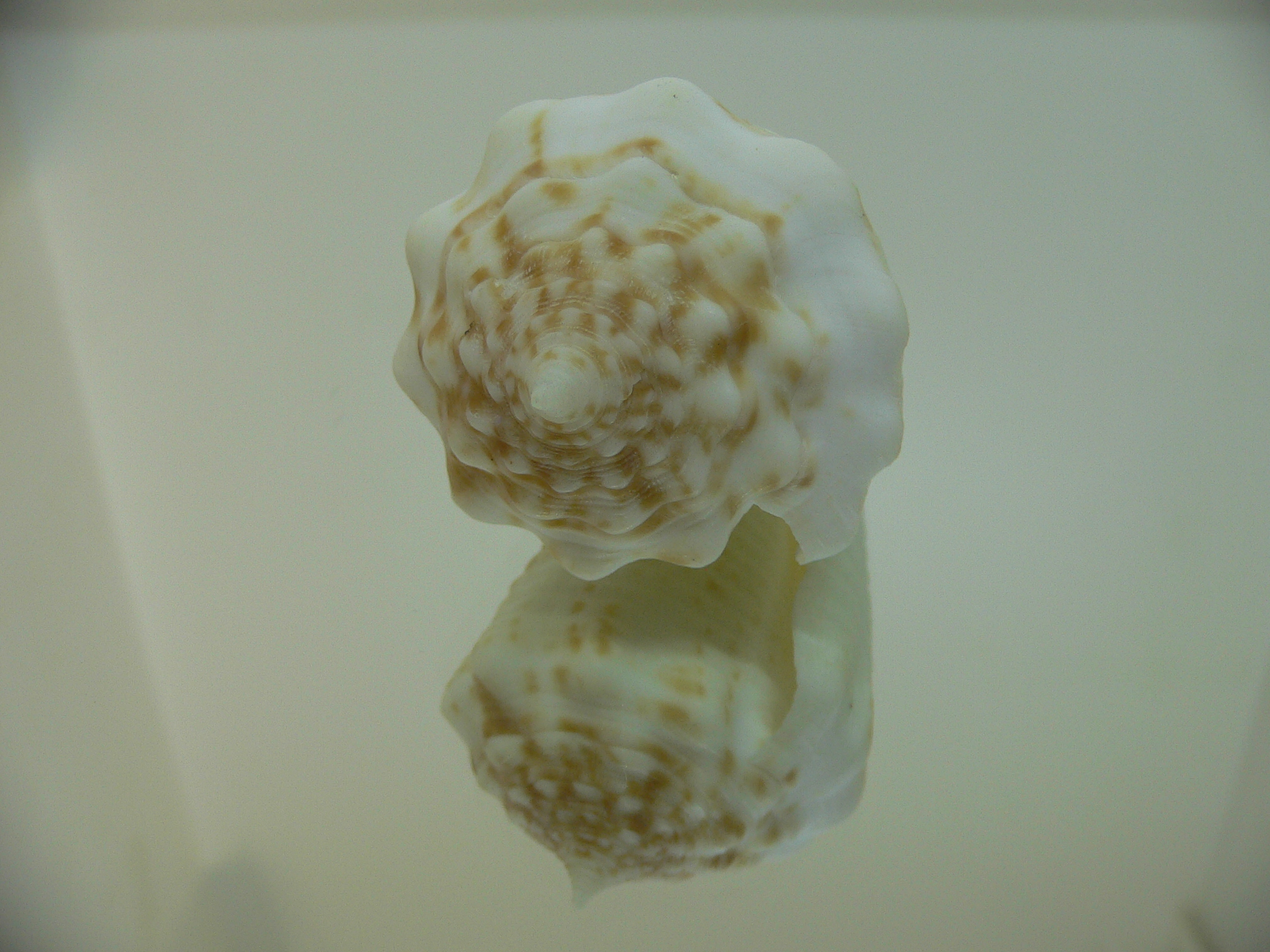 Conus sulcatus samiae (var.) BIG, WIDE & WHITE