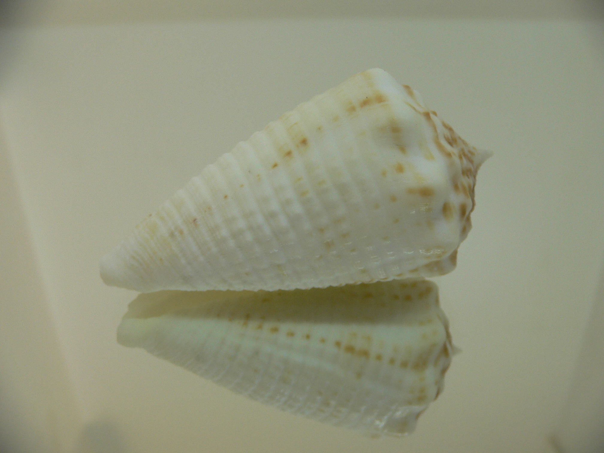 Conus sulcatus samiae (var.) BIG, WIDE & WHITE