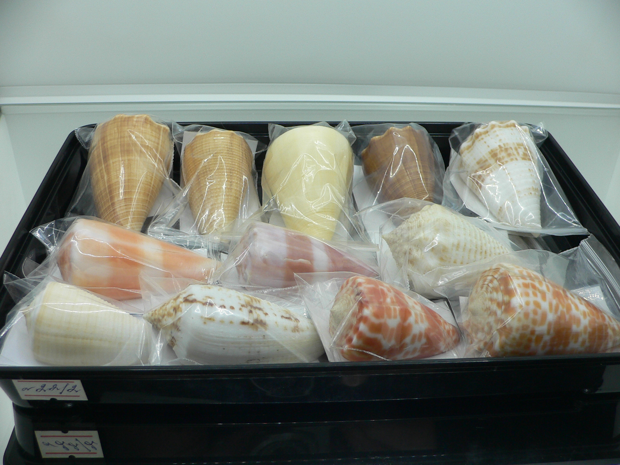 Conus sulcatus samiae (var.) BIG, WIDE & WHITE