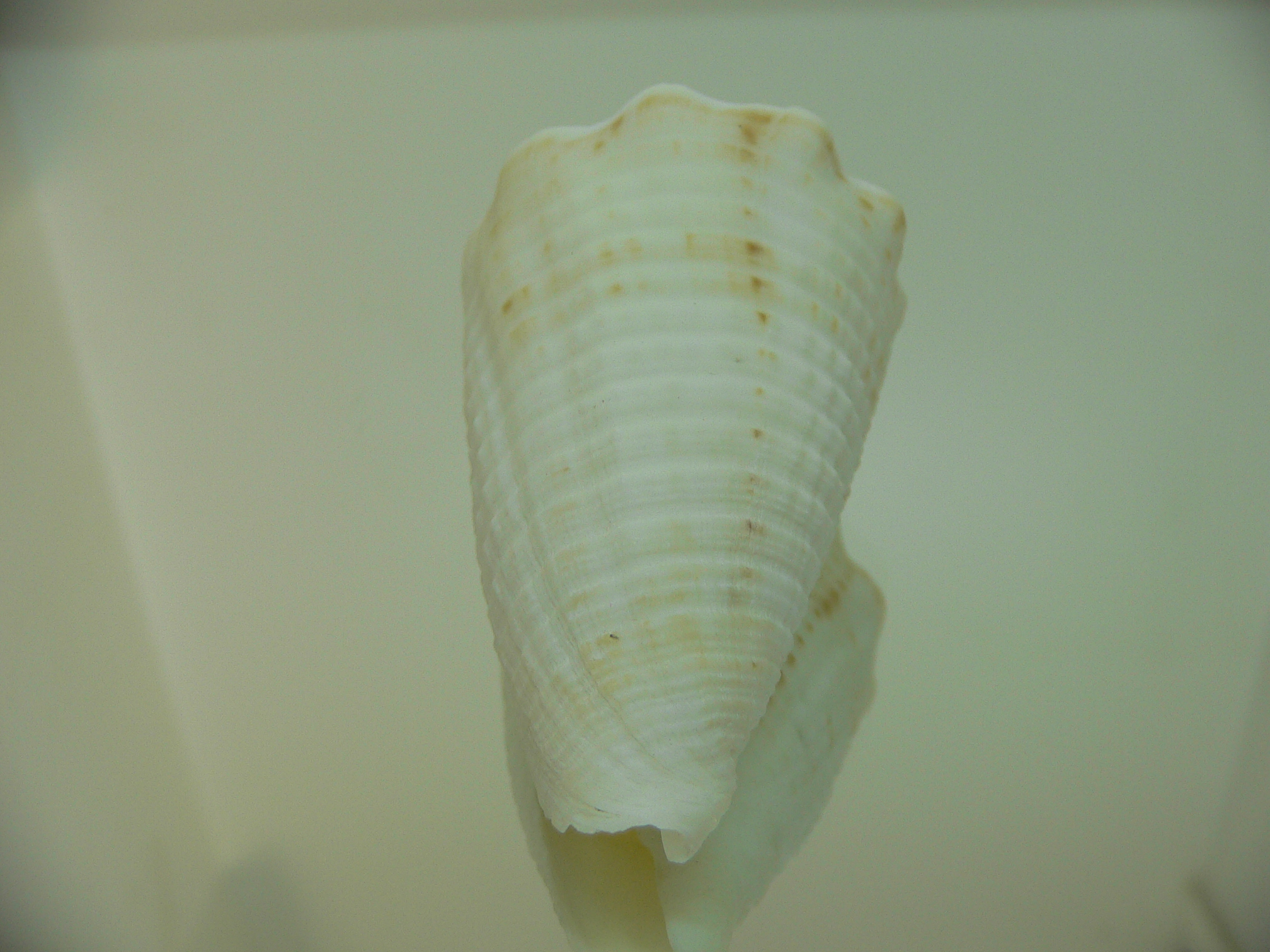 Conus sulcatus samiae (var.) BIG, WIDE & WHITE