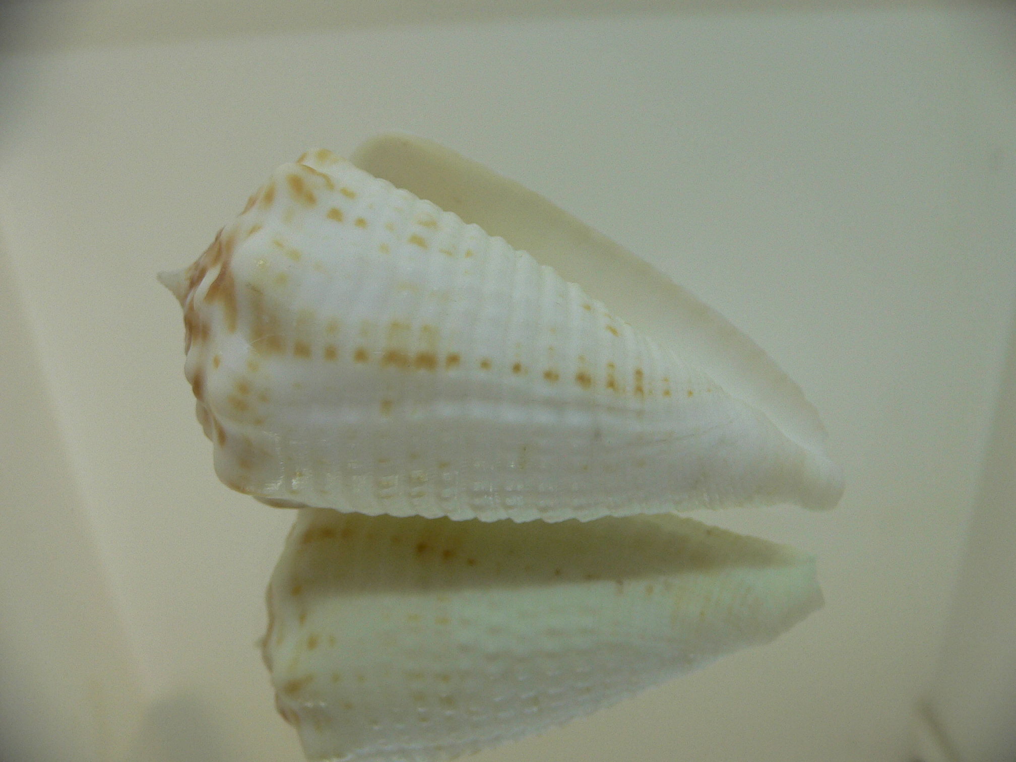 Conus sulcatus samiae (var.) BIG, WIDE & WHITE