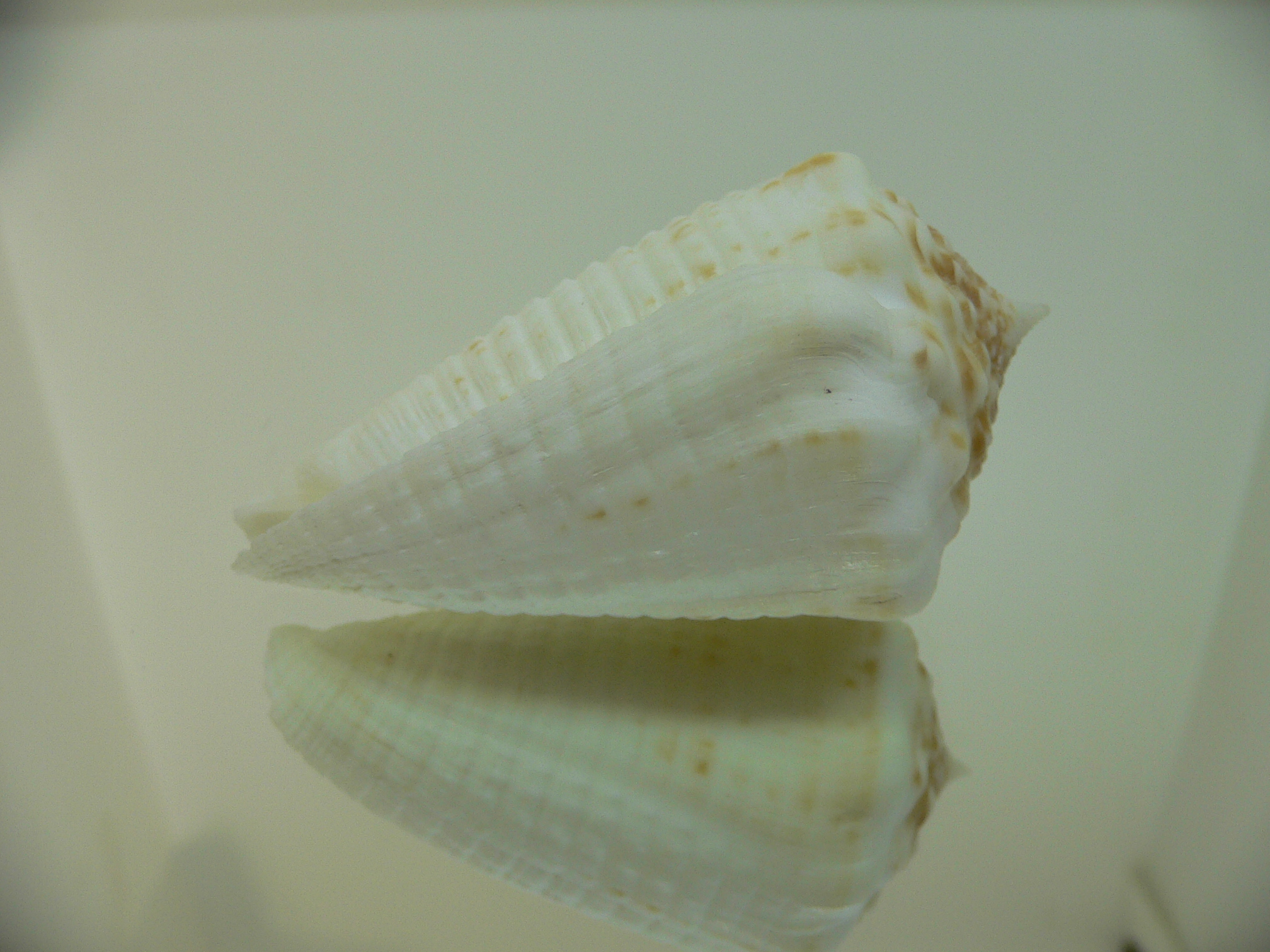 Conus sulcatus samiae (var.) BIG, WIDE & WHITE