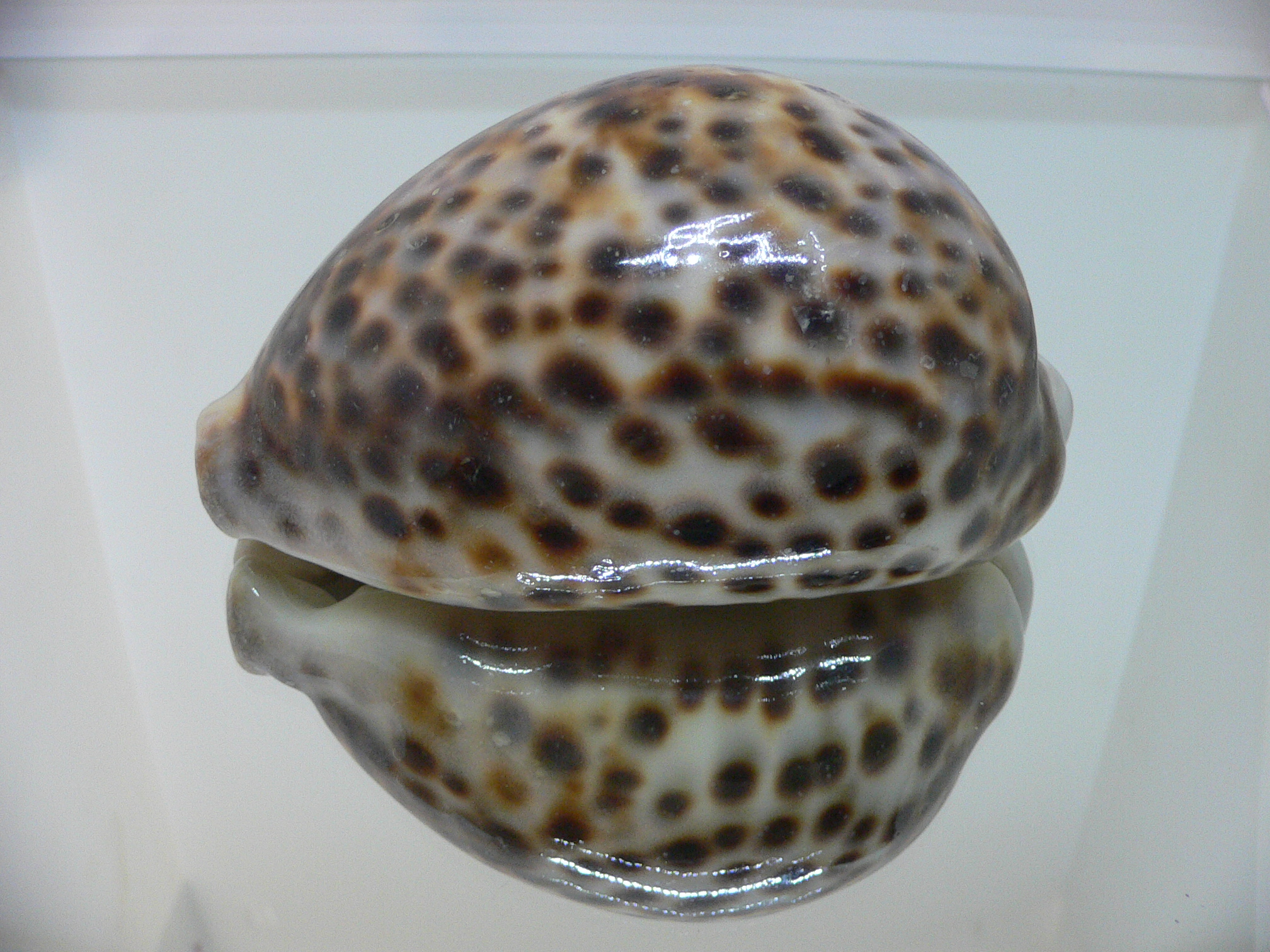 Cypraea tigris tigris VERY BIG