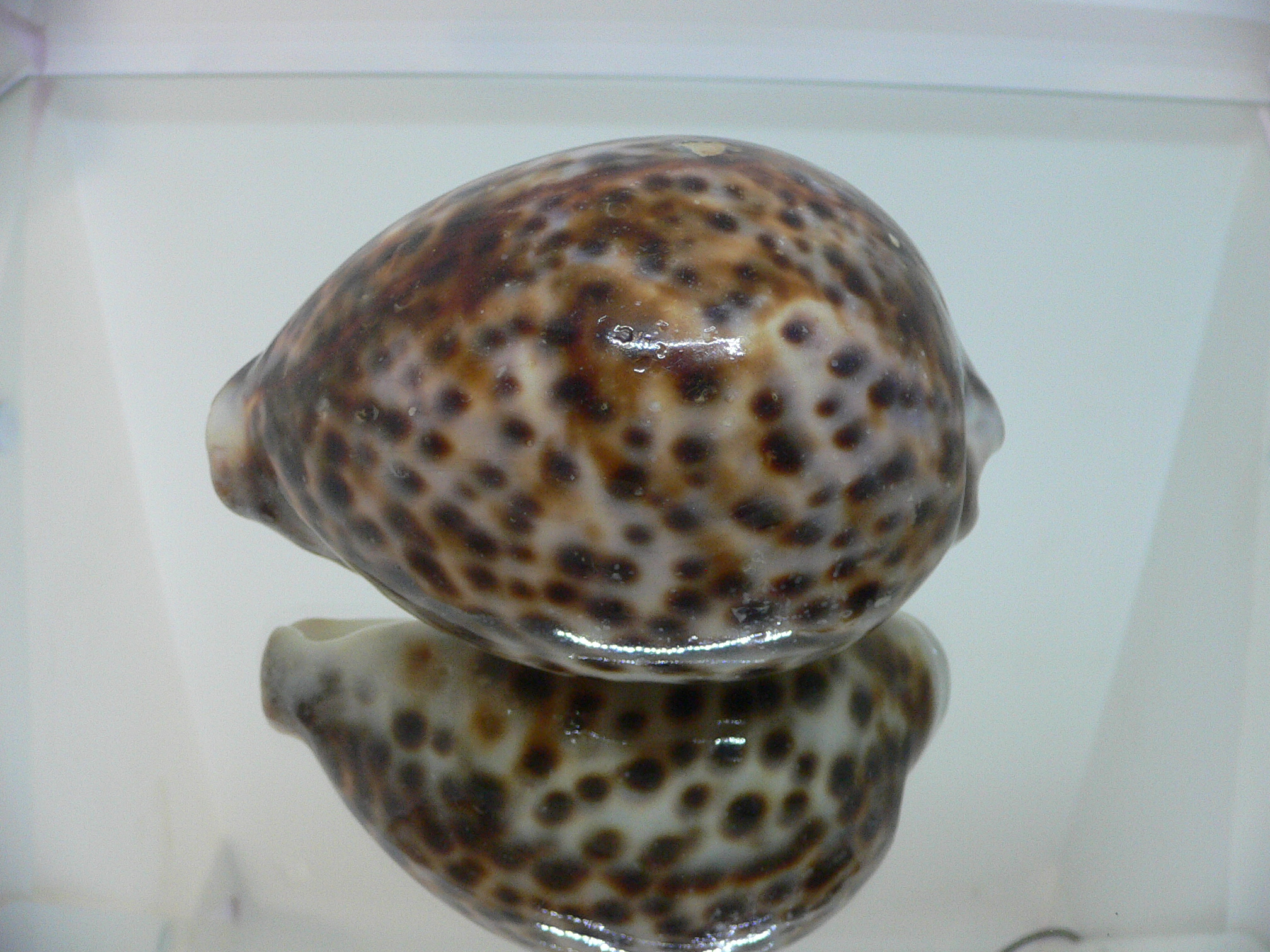 Cypraea tigris tigris VERY BIG