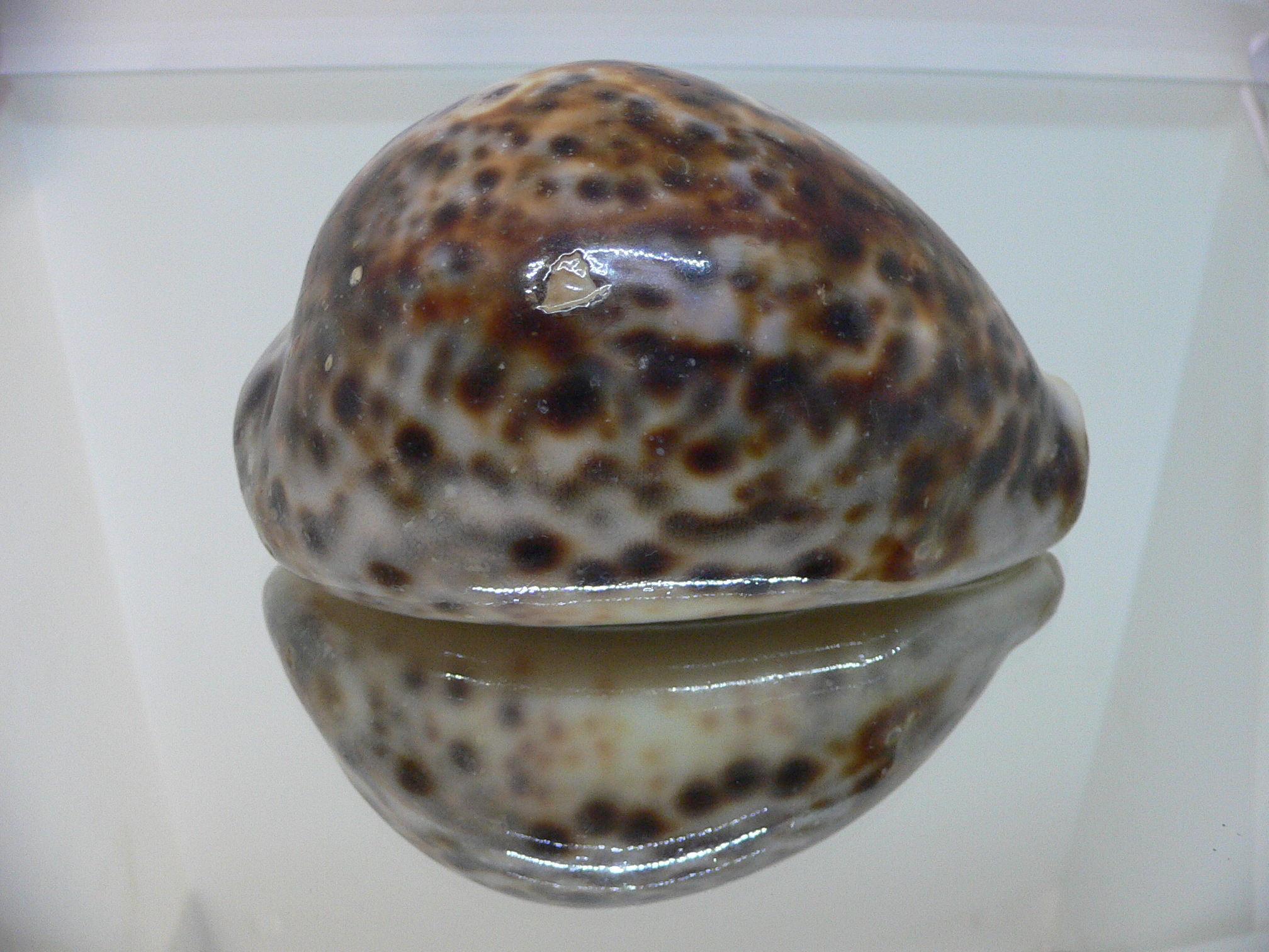 Cypraea tigris tigris VERY BIG