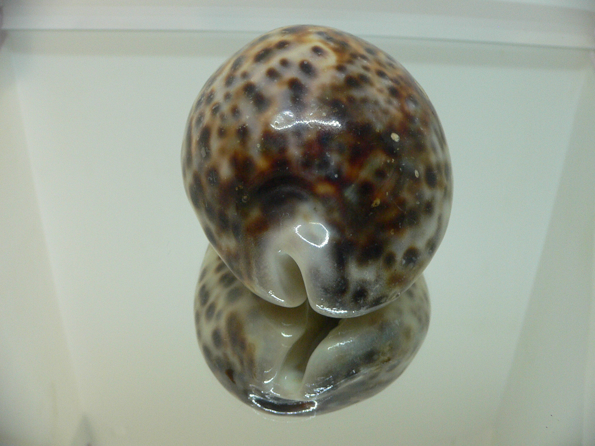 Cypraea tigris tigris VERY BIG