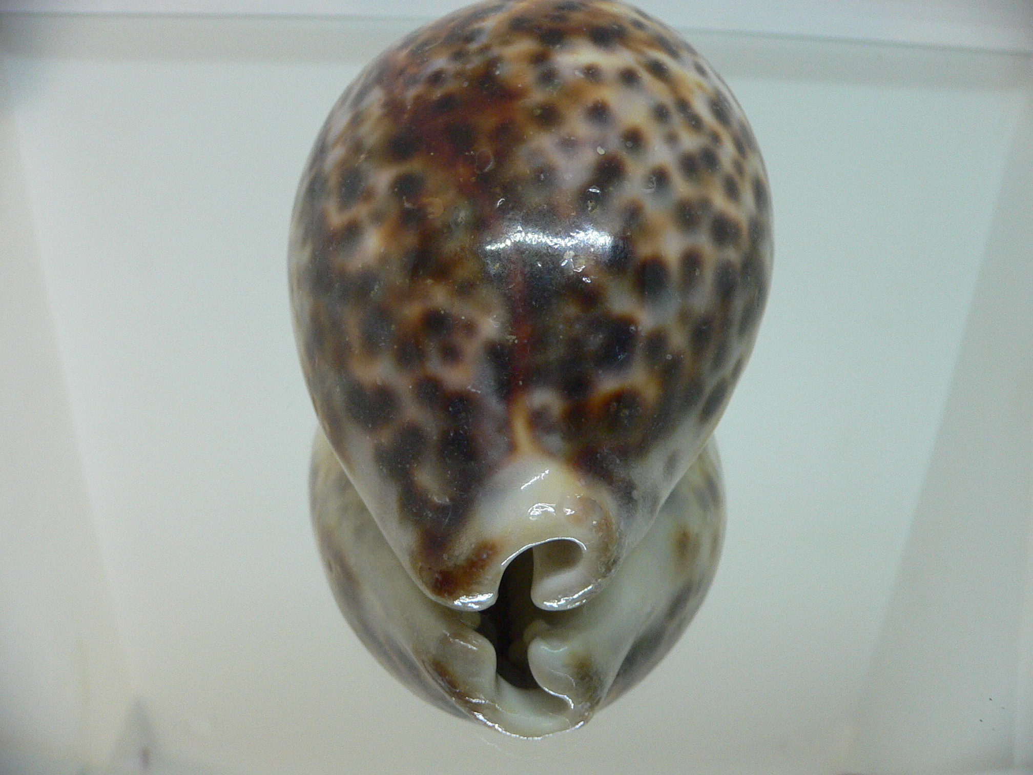 Cypraea tigris tigris VERY BIG