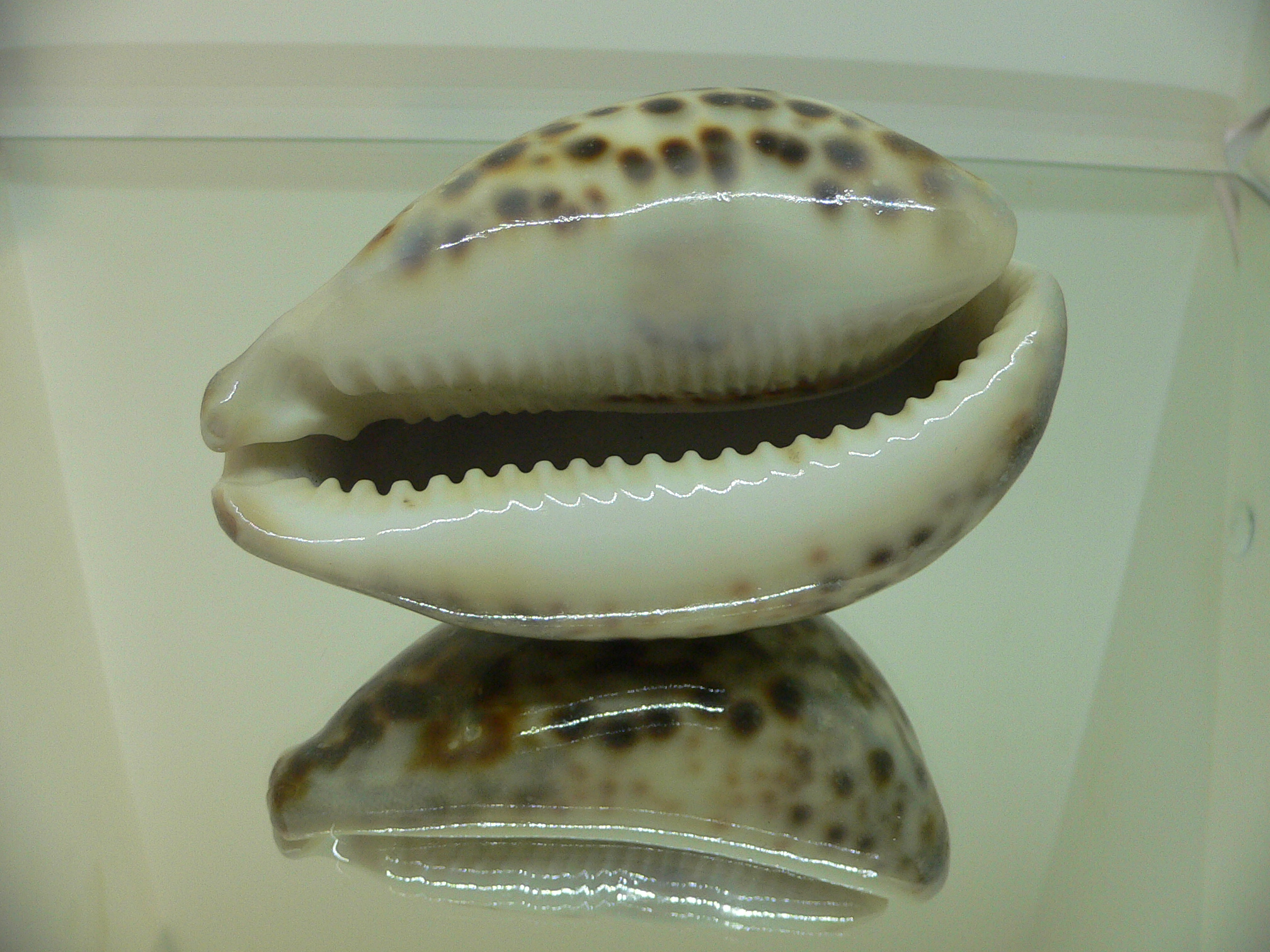 Cypraea tigris tigris VERY BIG