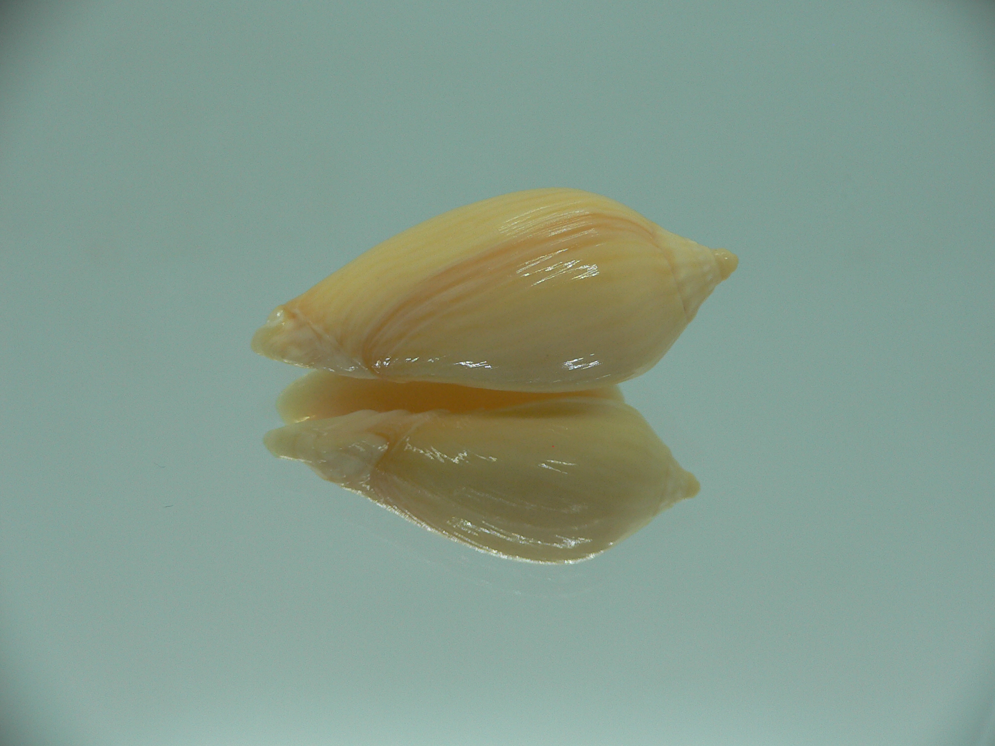 Amoria zebra lineatina (var.) YELLOW
