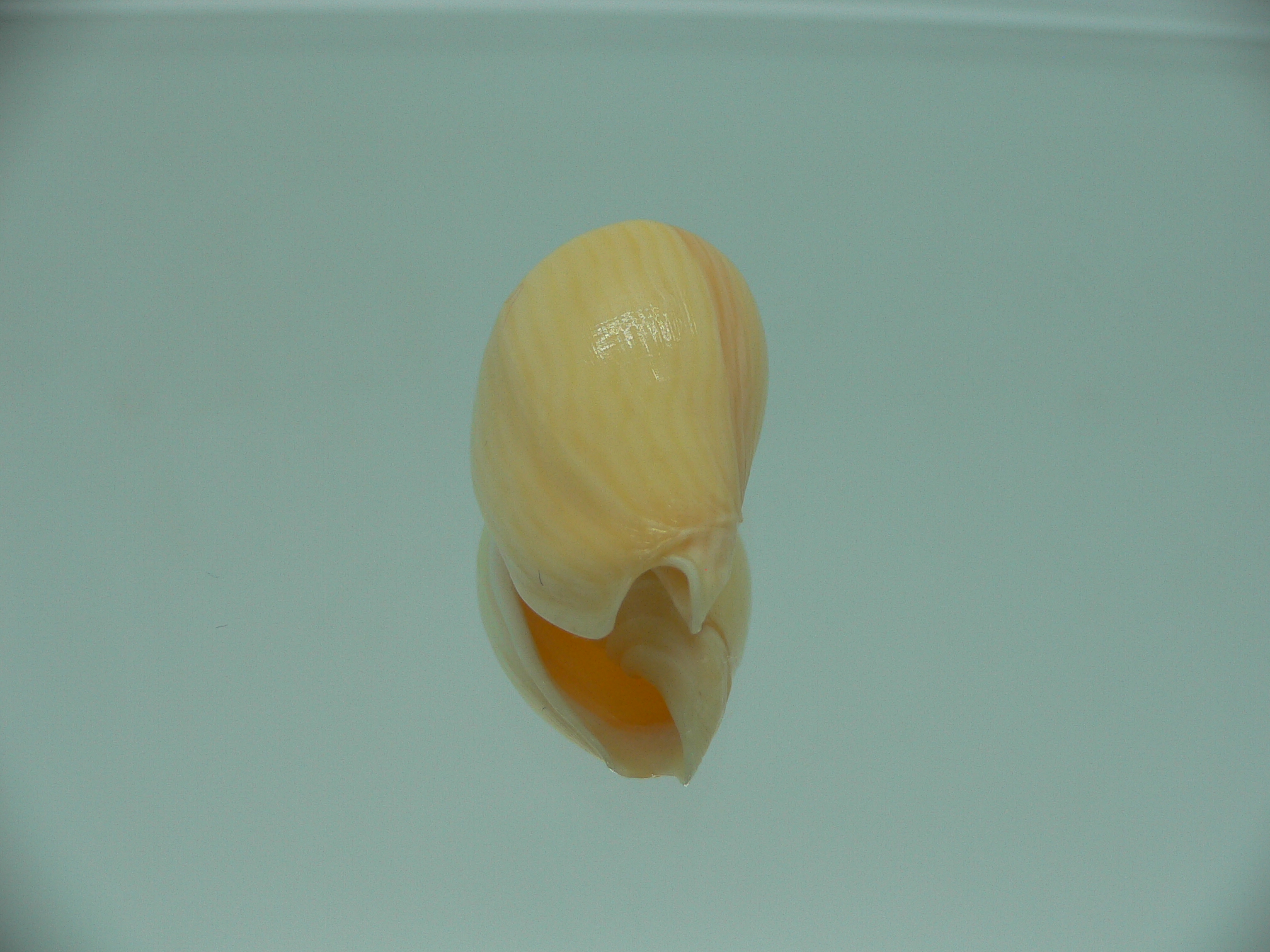 Amoria zebra lineatina (var.) YELLOW