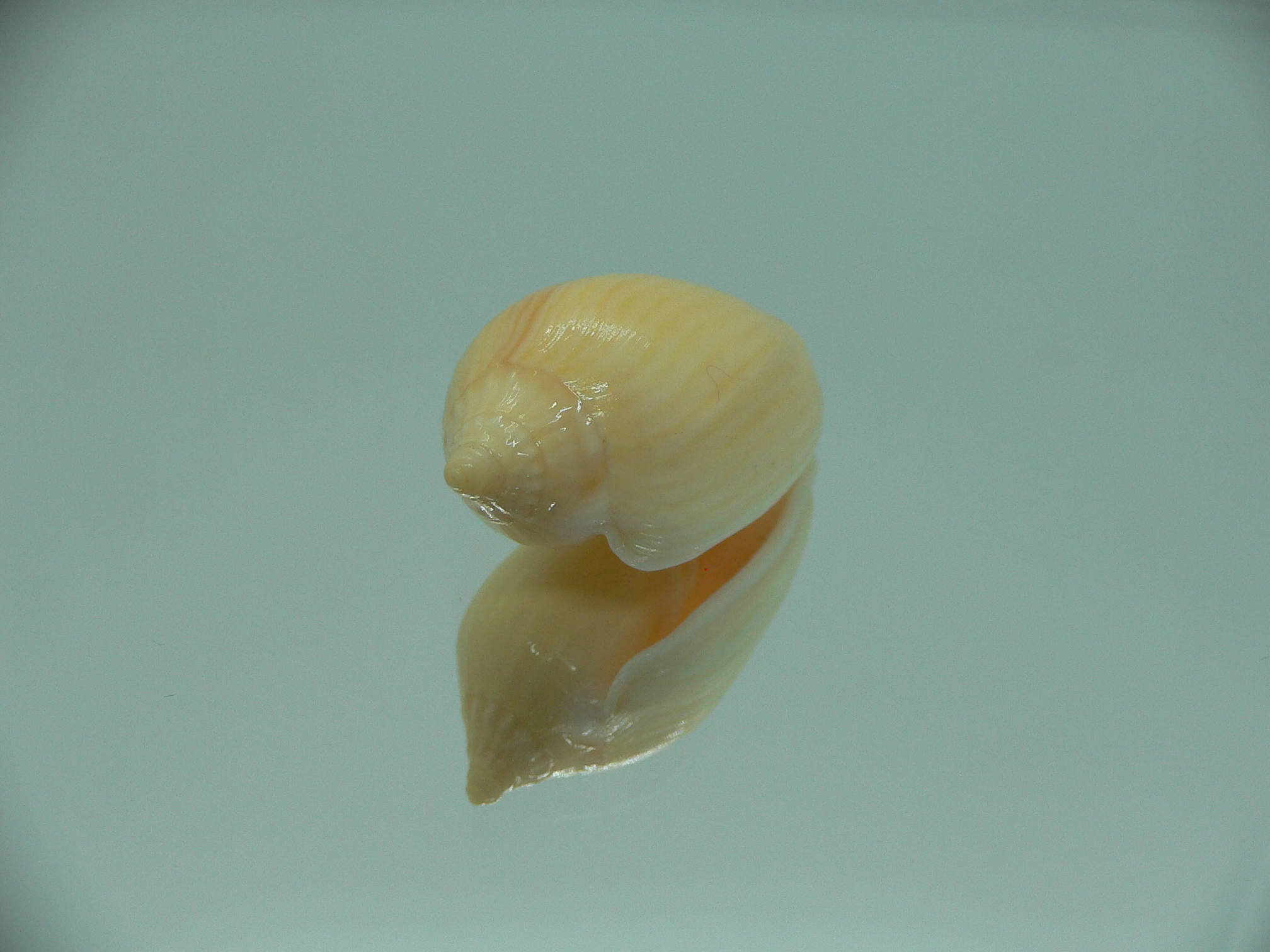 Amoria zebra lineatina (var.) YELLOW