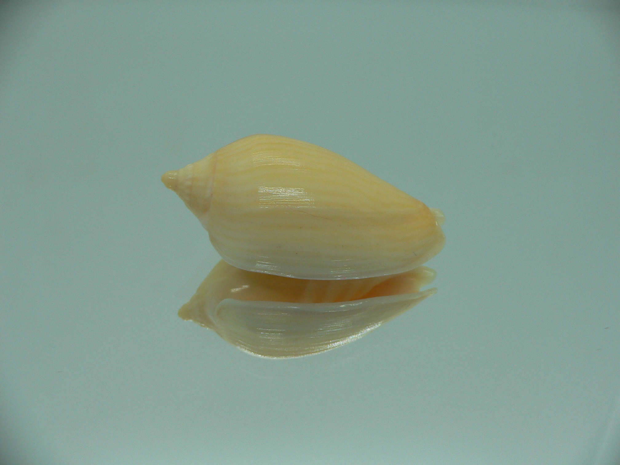 Amoria zebra lineatina (var.) YELLOW