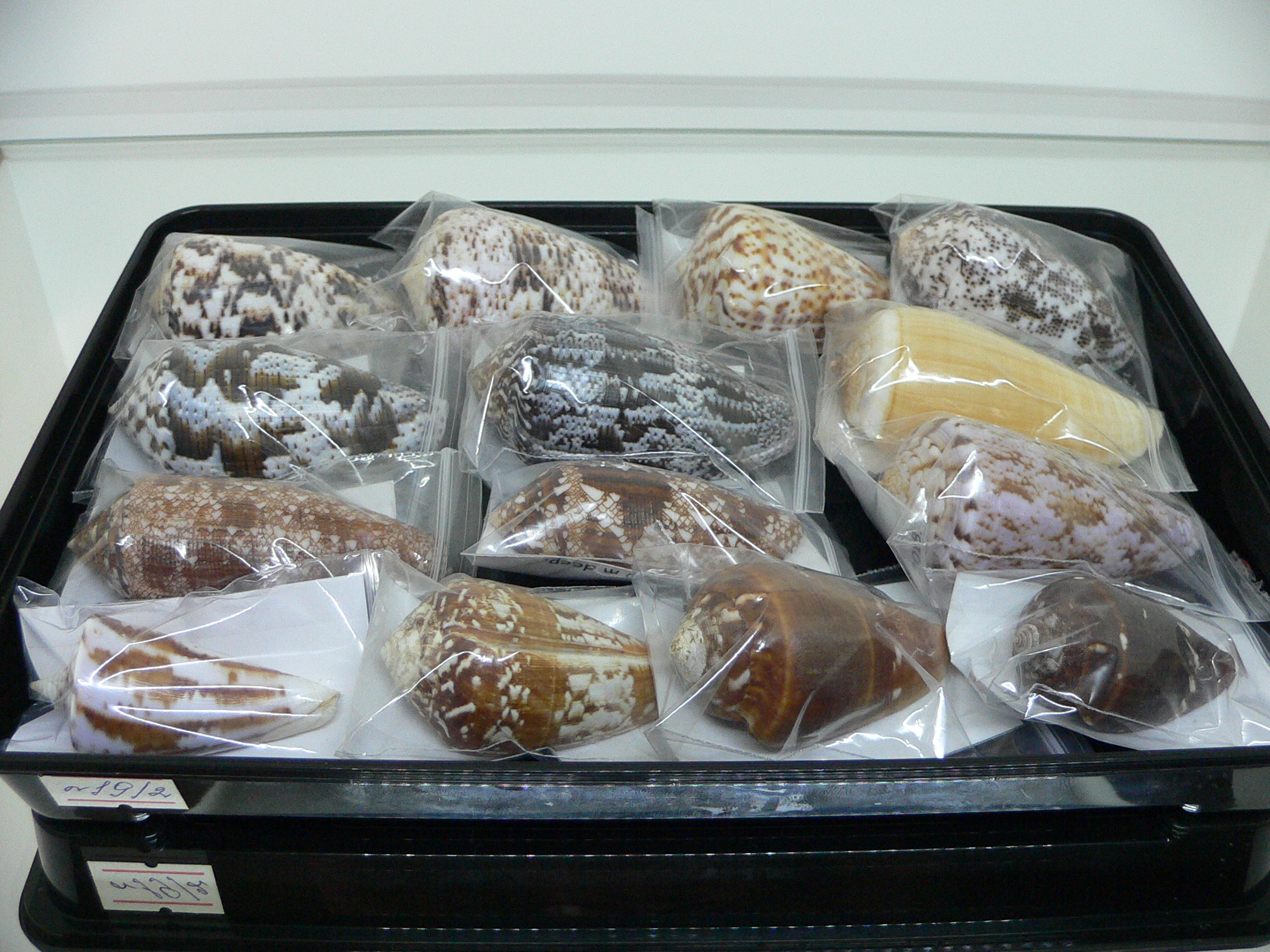 Conus achatinus GREY