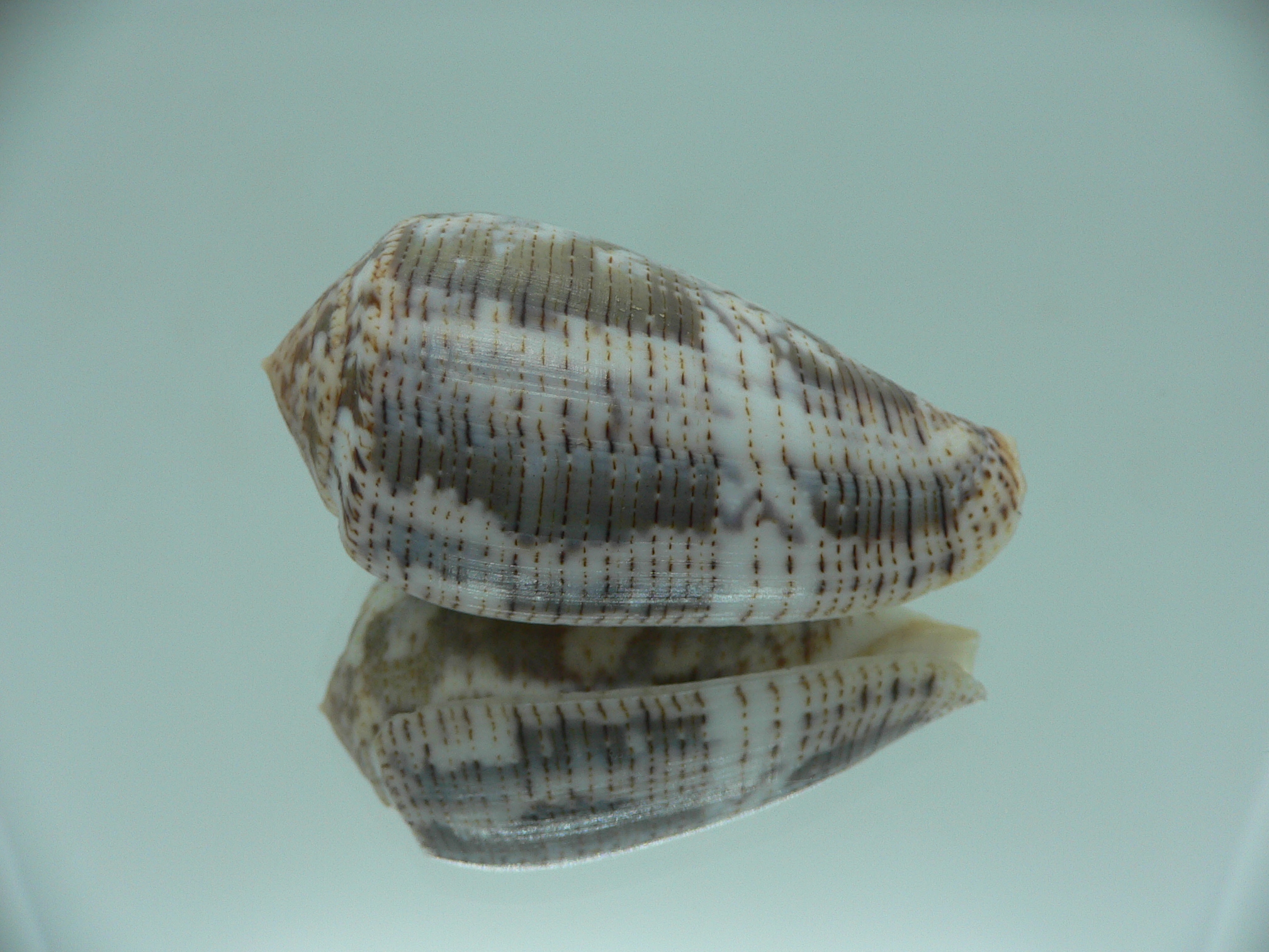 Conus achatinus GREY