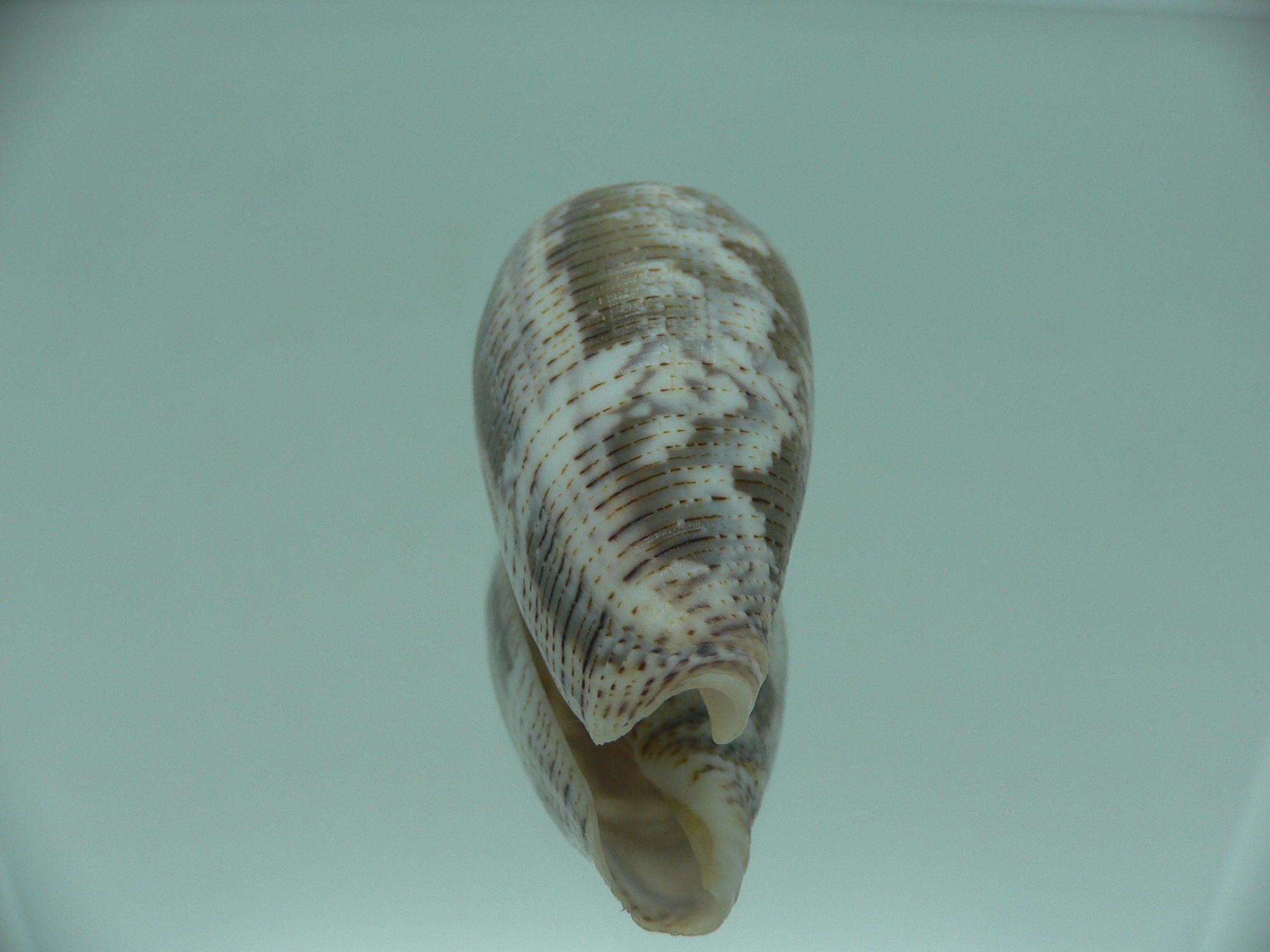 Conus achatinus GREY
