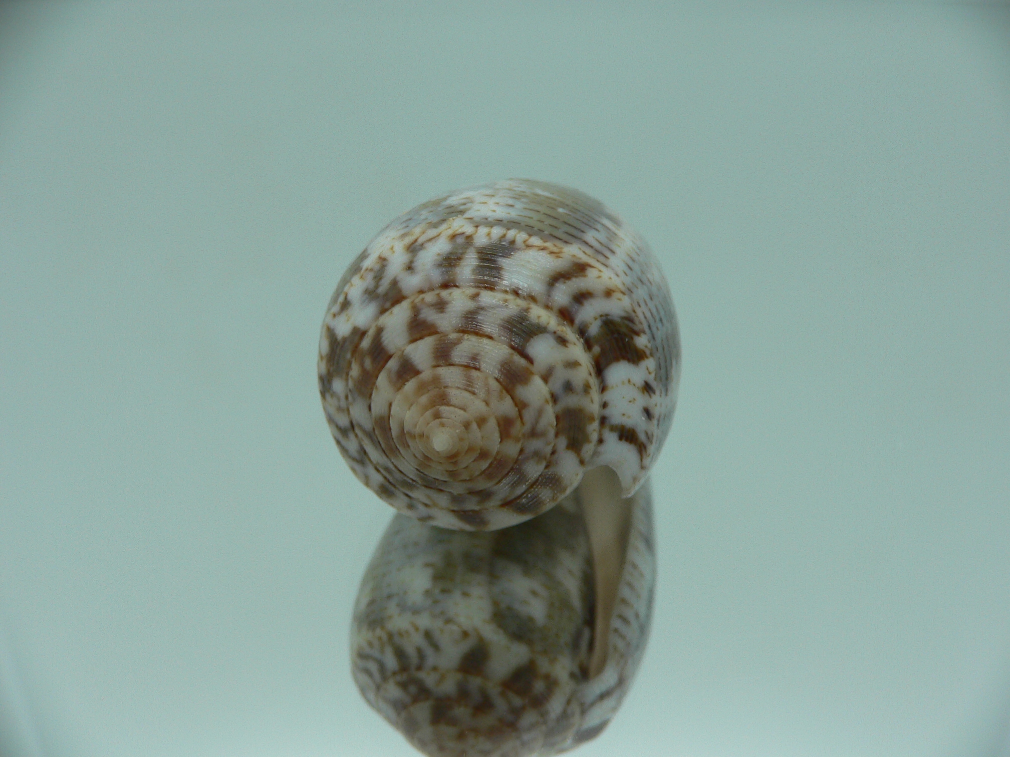 Conus achatinus GREY