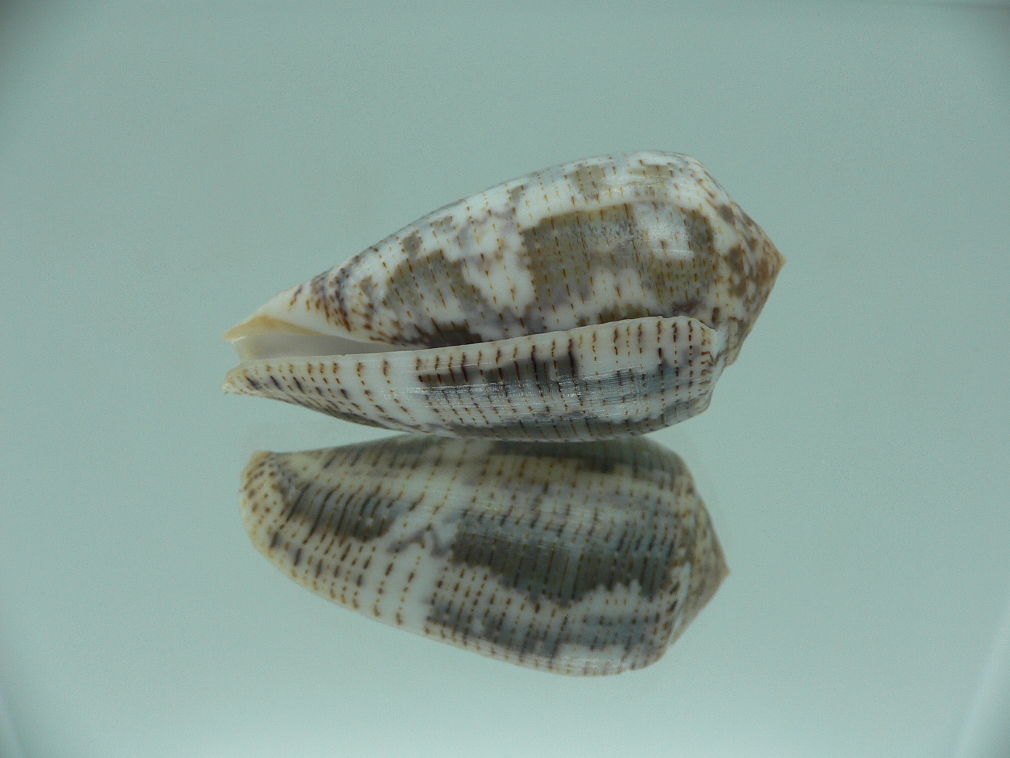 Conus achatinus GREY