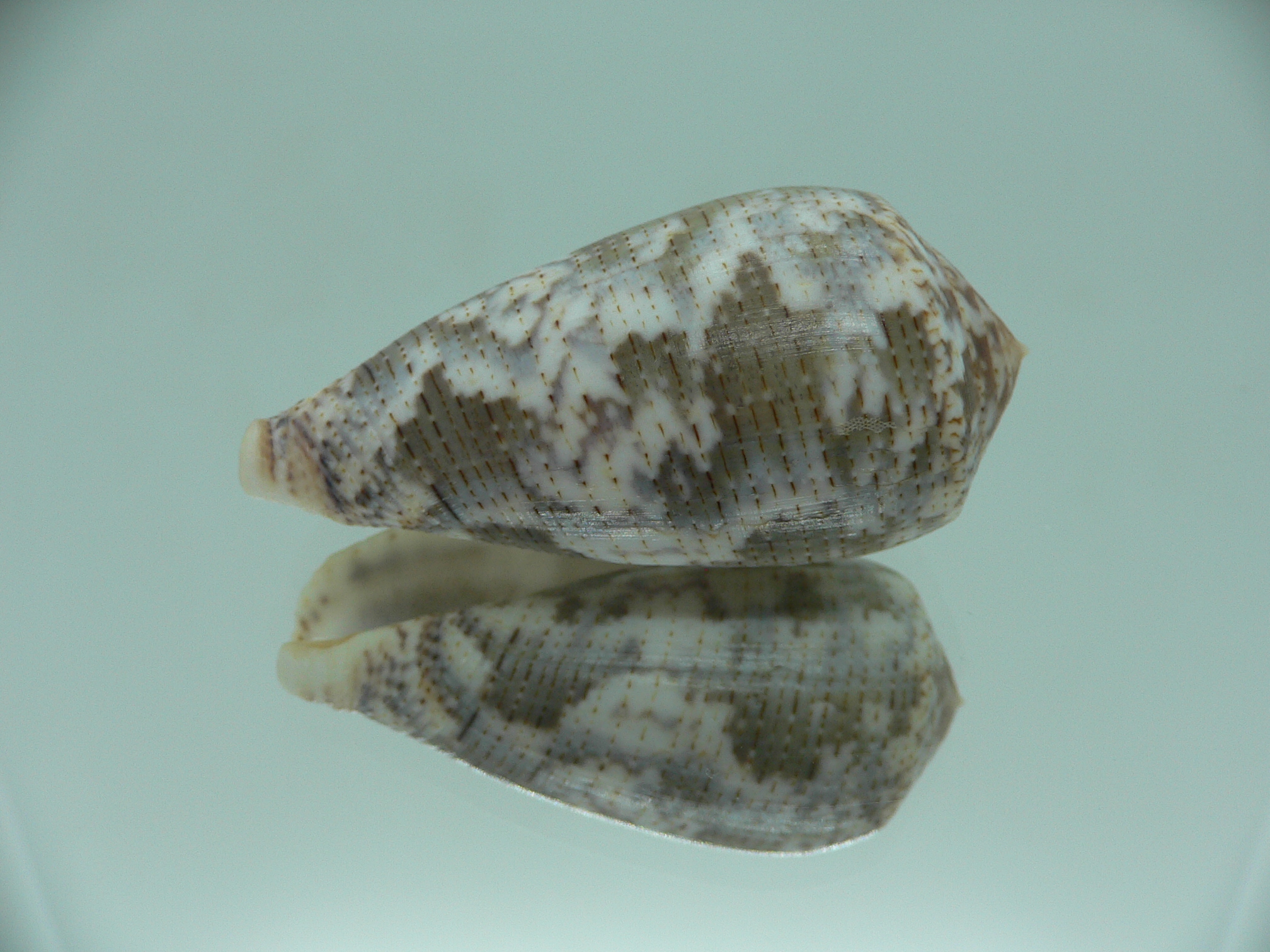 Conus achatinus GREY