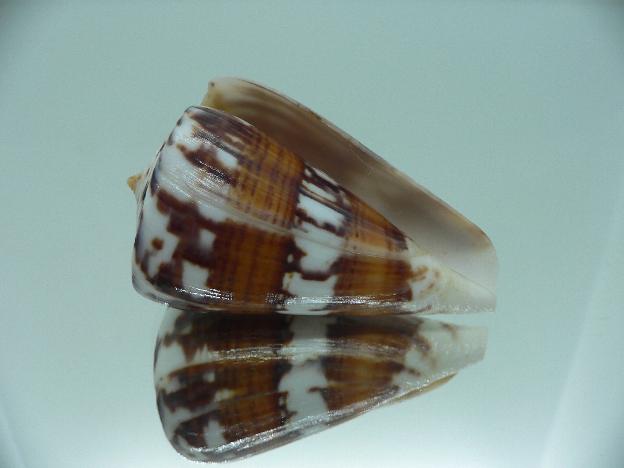 Conus malacanus CONTRAST