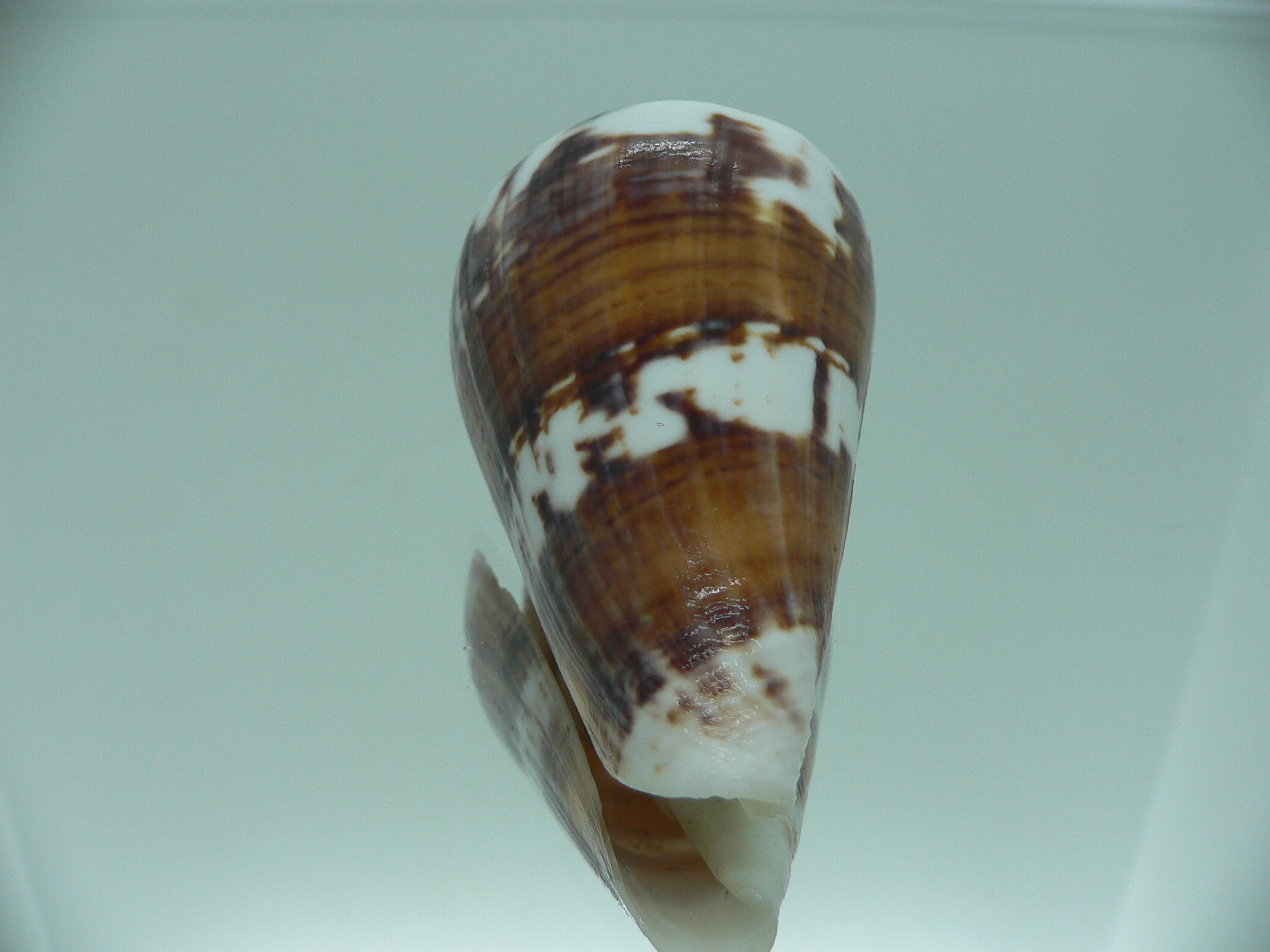 Conus malacanus CONTRAST