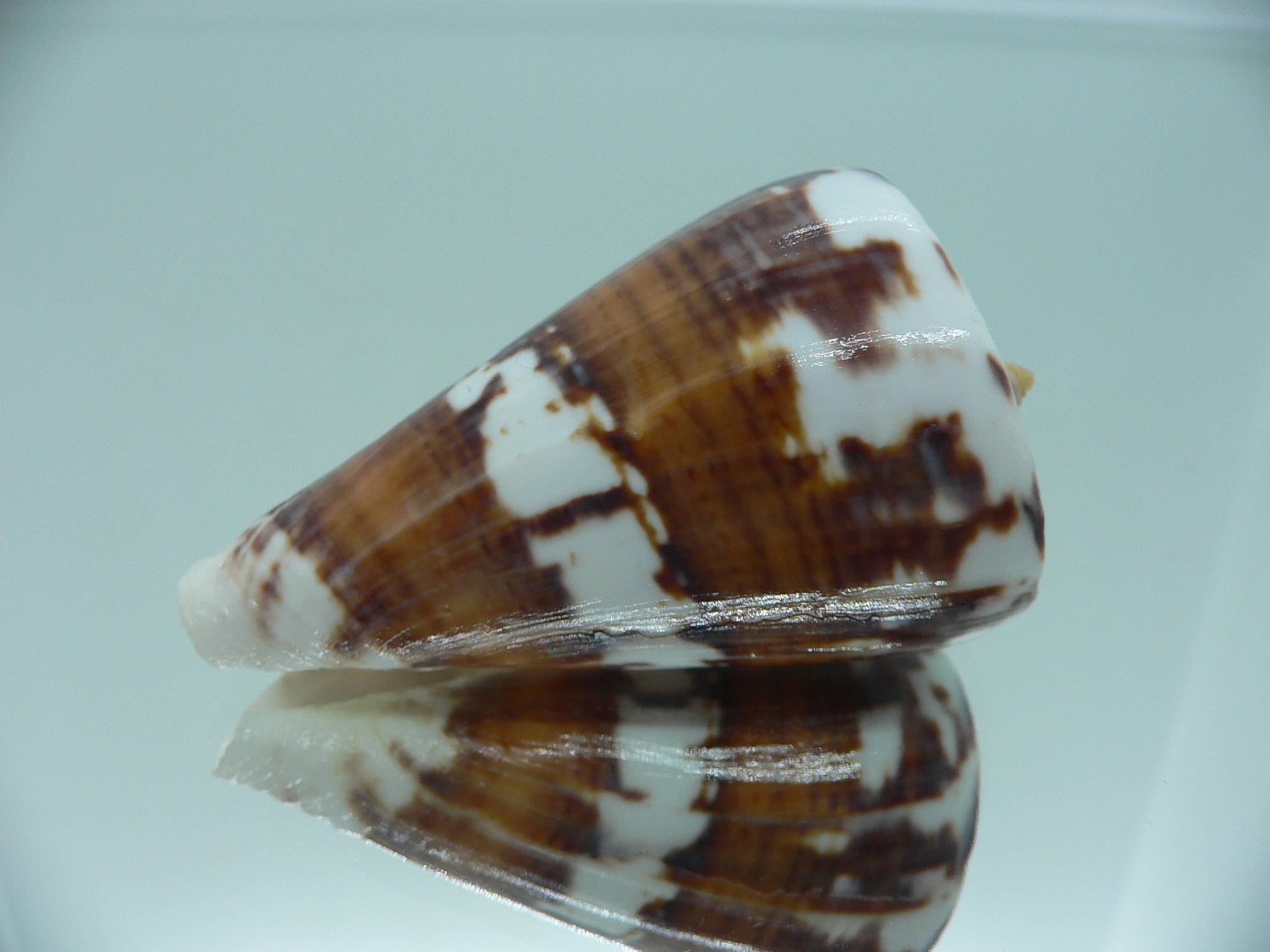 Conus malacanus CONTRAST