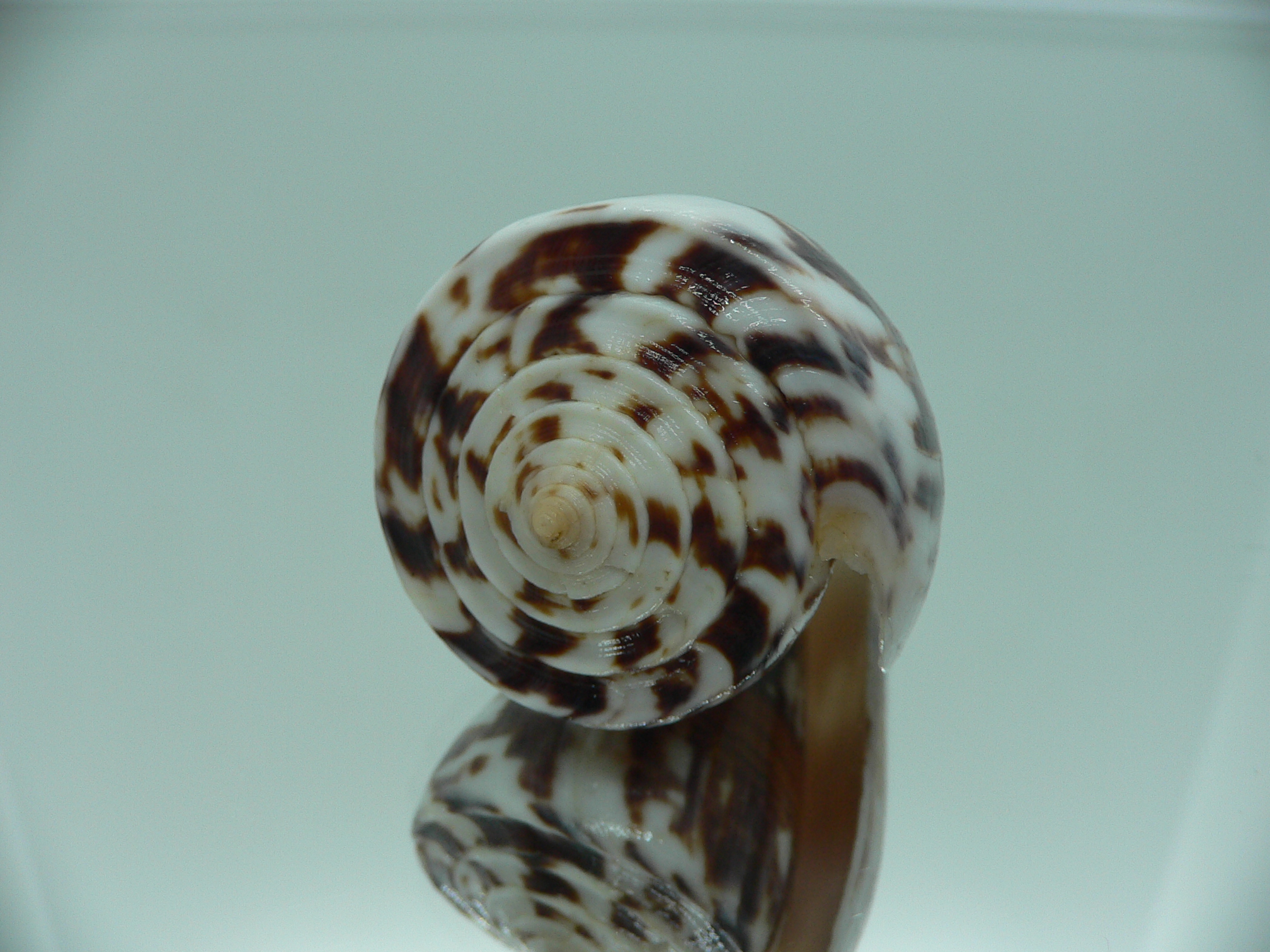 Conus malacanus CONTRAST