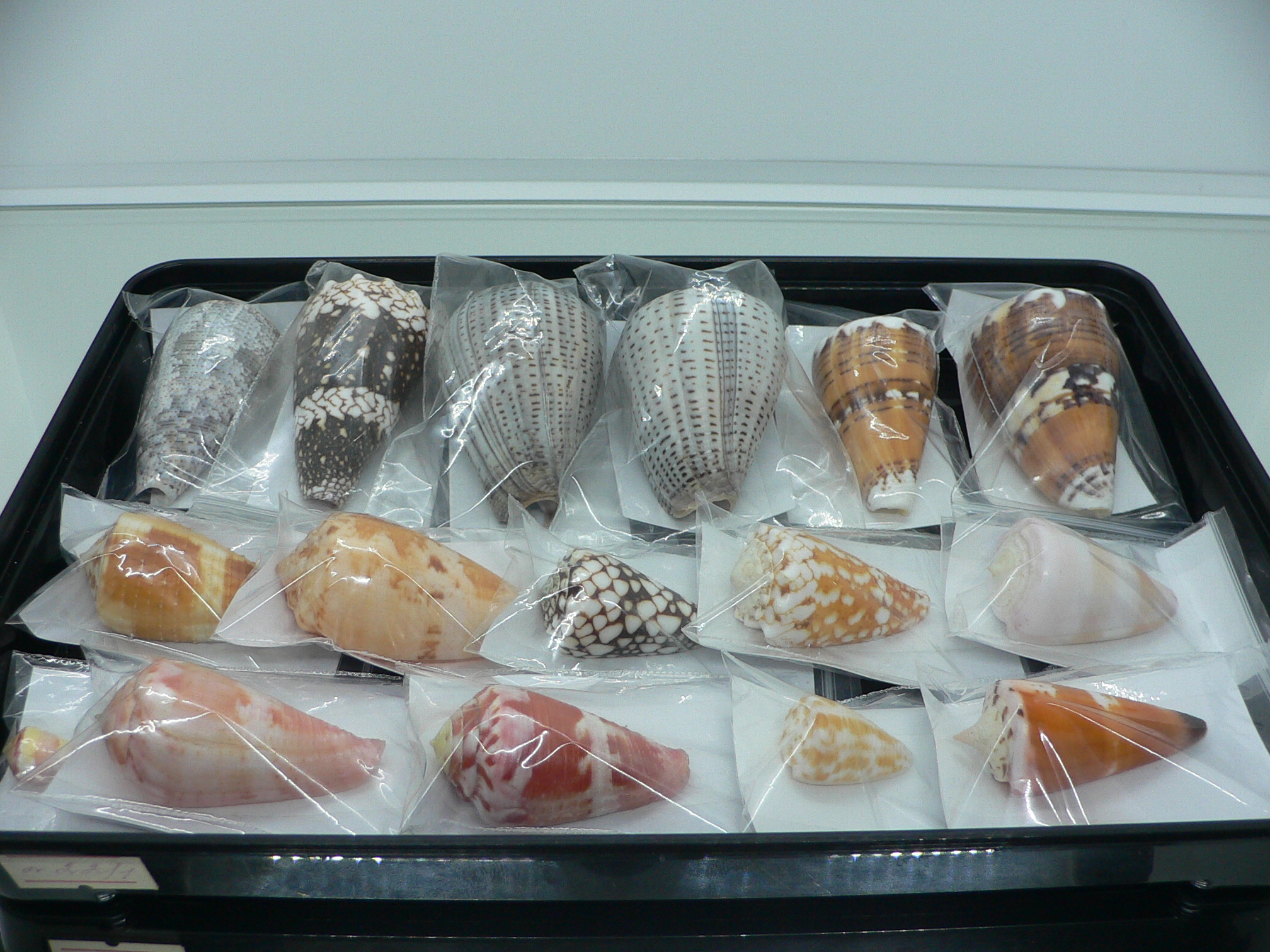 Conus malacanus CONTRAST