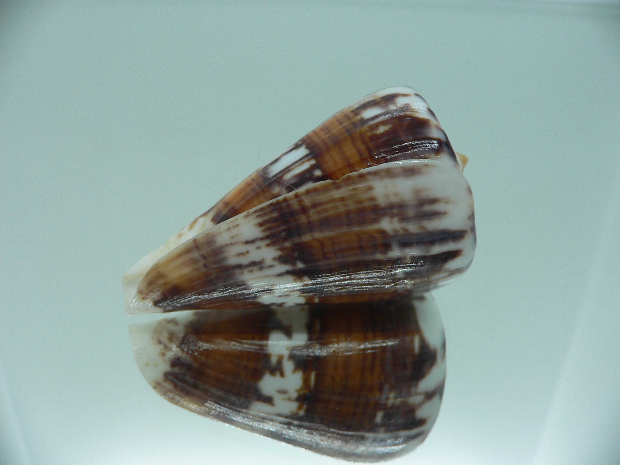 Conus malacanus CONTRAST