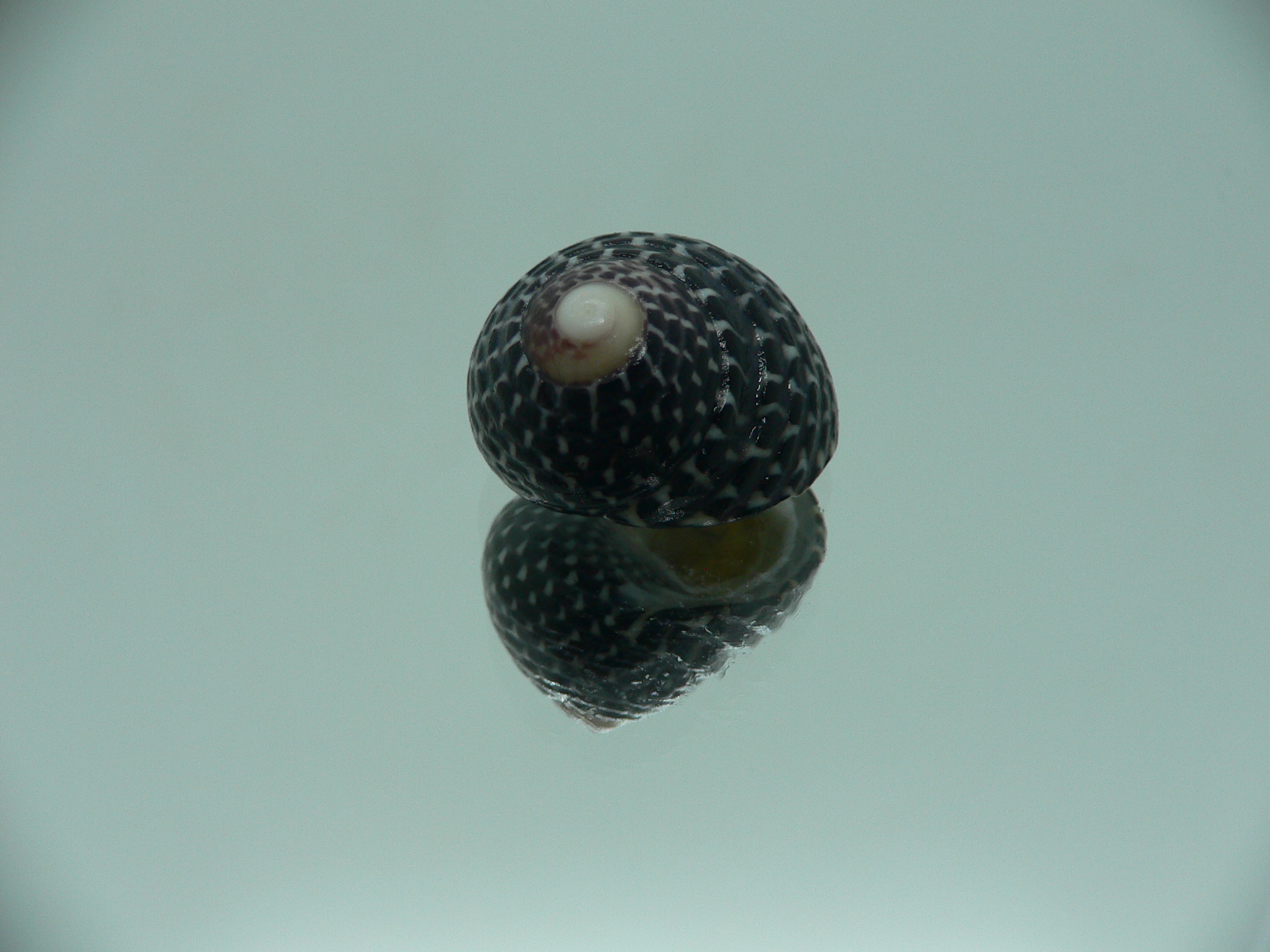 Diloma concameratum ENDEMIC 4