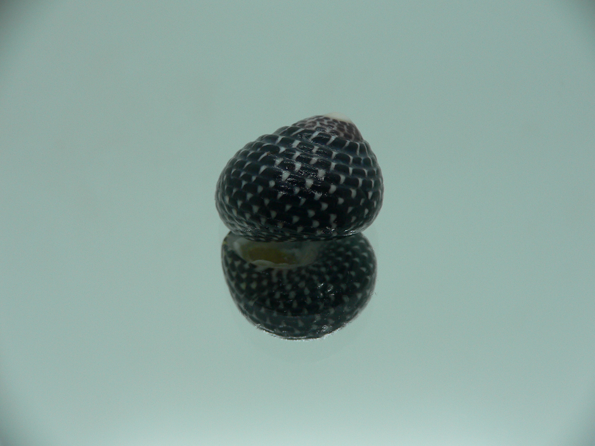 Diloma concameratum ENDEMIC 4