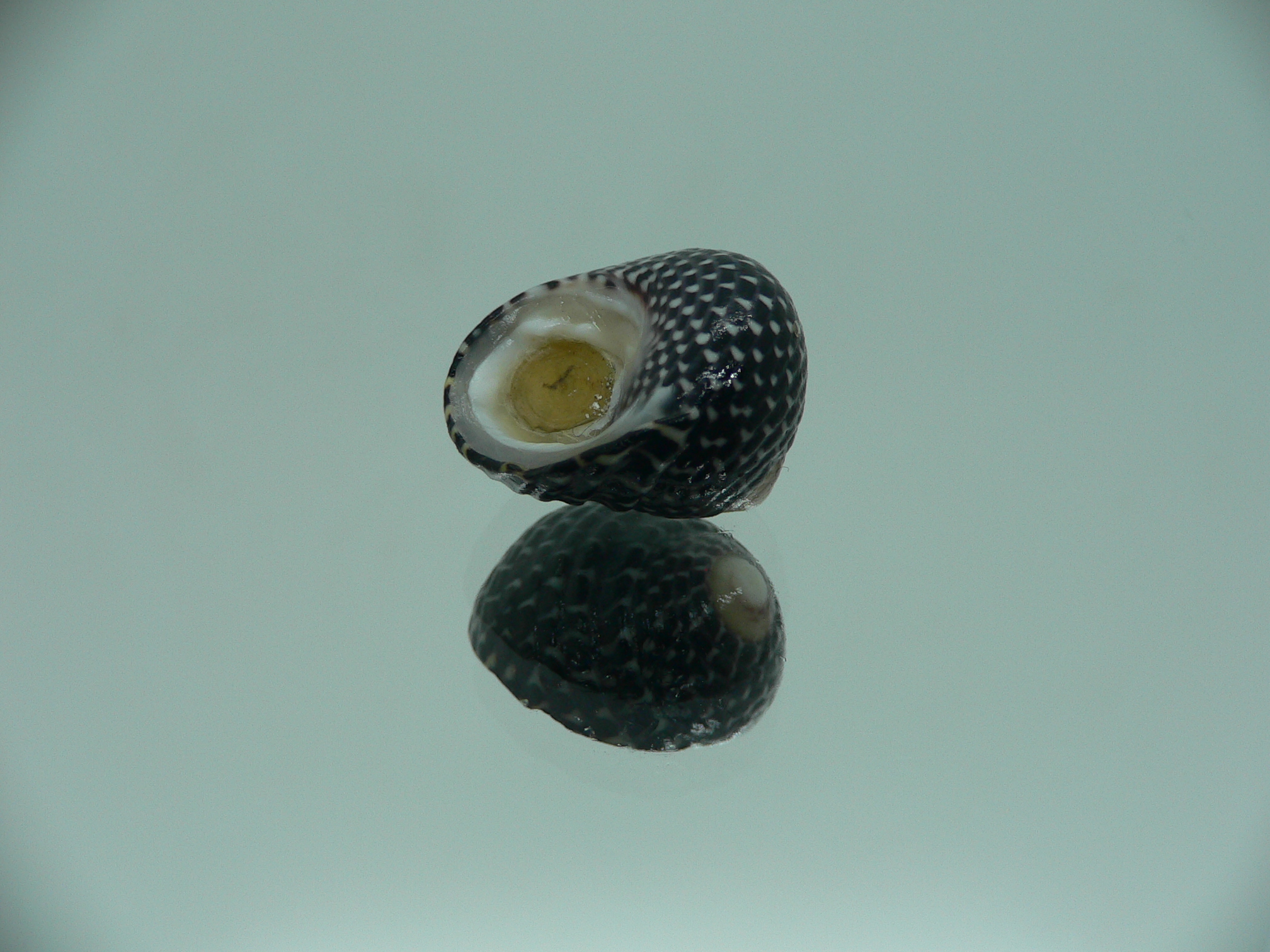Diloma concameratum ENDEMIC 4
