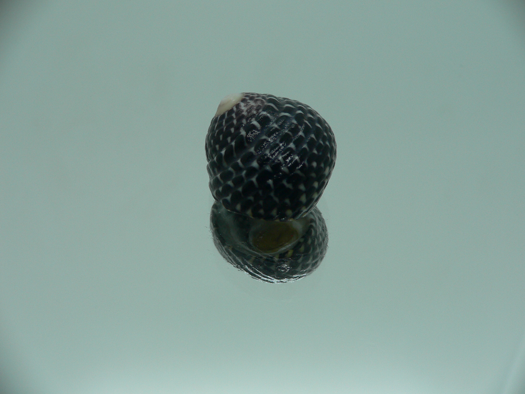 Diloma concameratum ENDEMIC 4