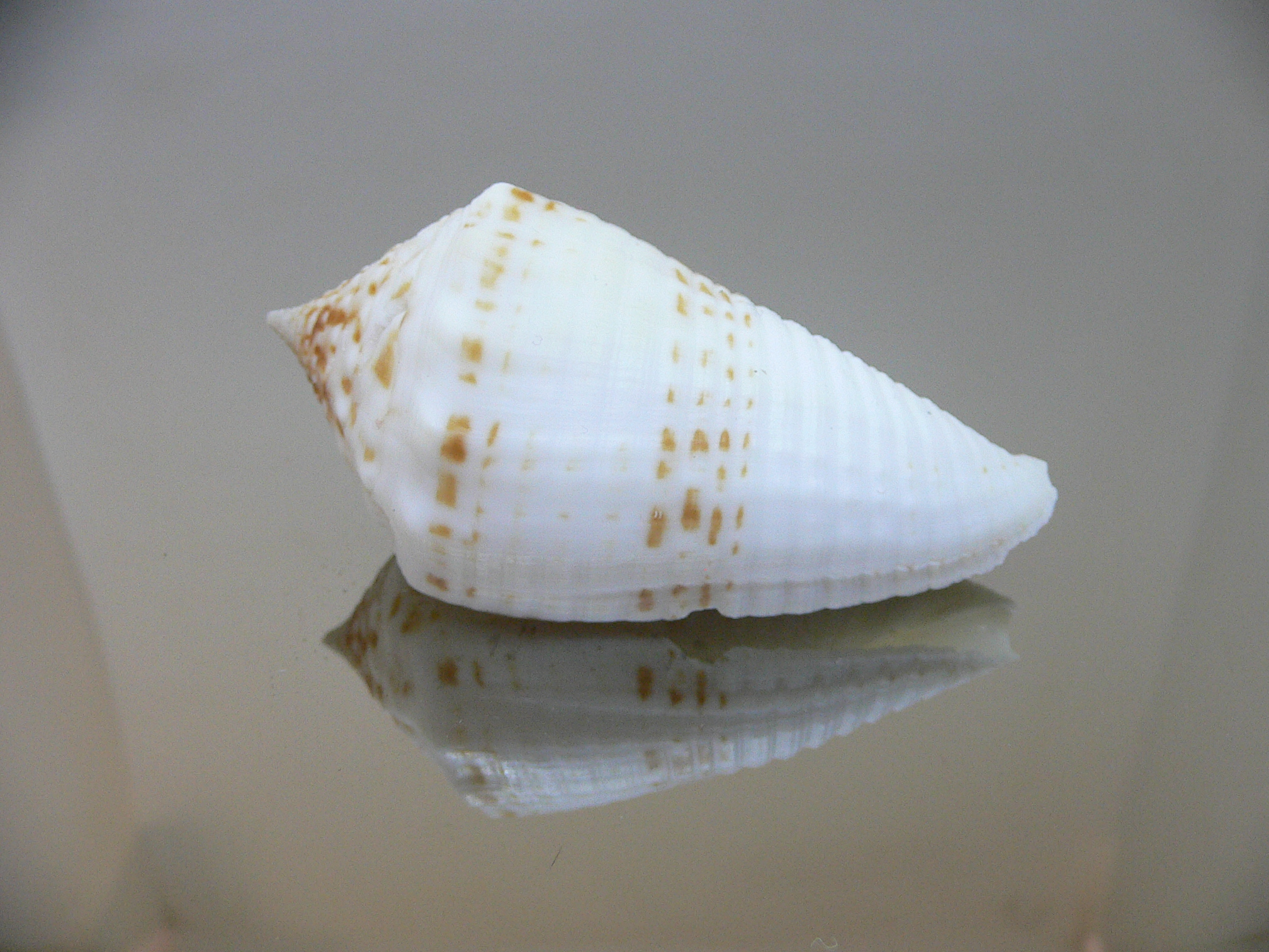 Conus sulcatus samiae (var.) VERY BIG & ALBINO