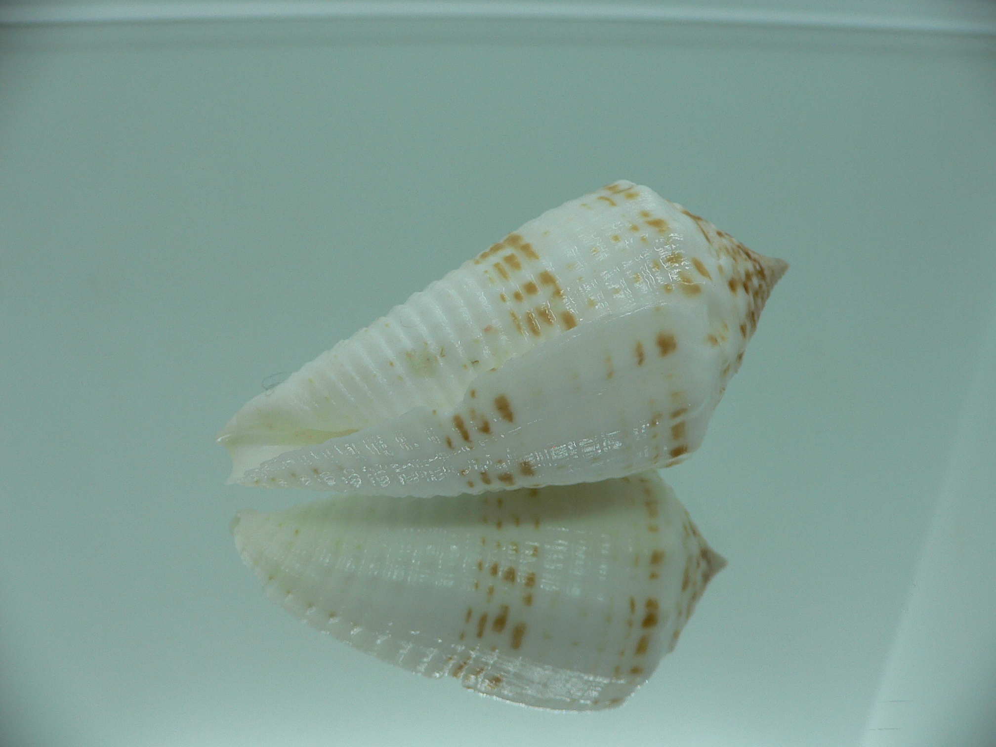 Conus sulcatus samiae (var.) VERY BIG