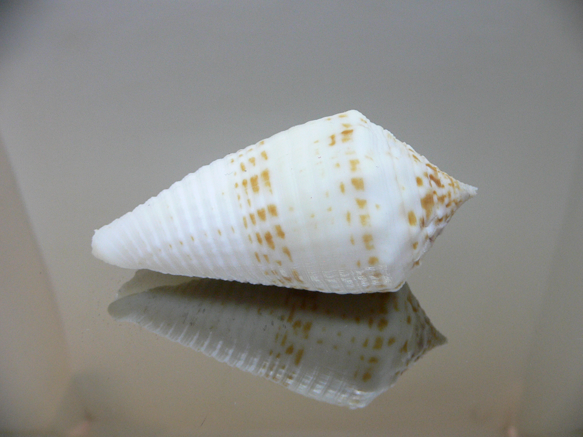 Conus sulcatus samiae (var.) VERY BIG & ALBINO