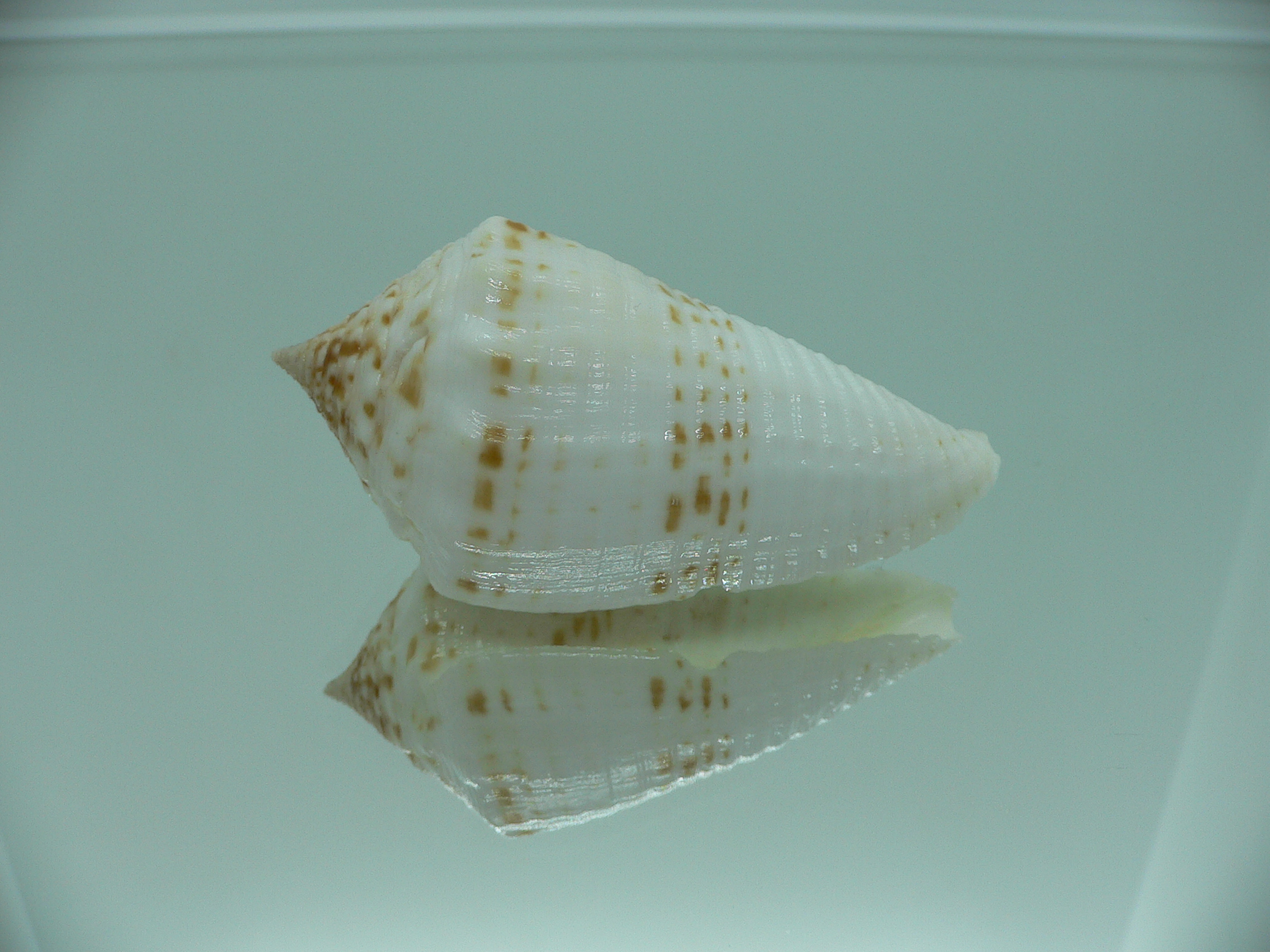 Conus sulcatus samiae (var.) VERY BIG